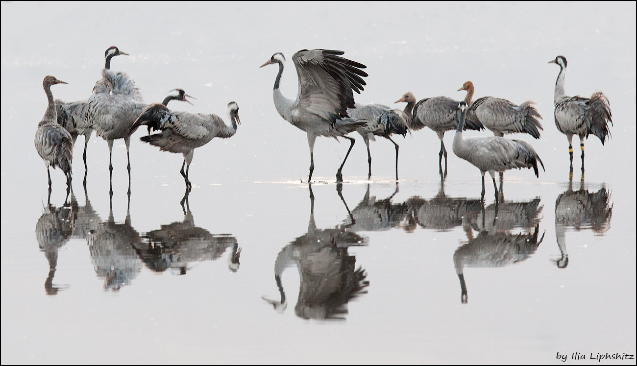 Canon EOS-1D Mark III + Canon EF 300mm F2.8L IS USM sample photo. Morning cranes №12 photography