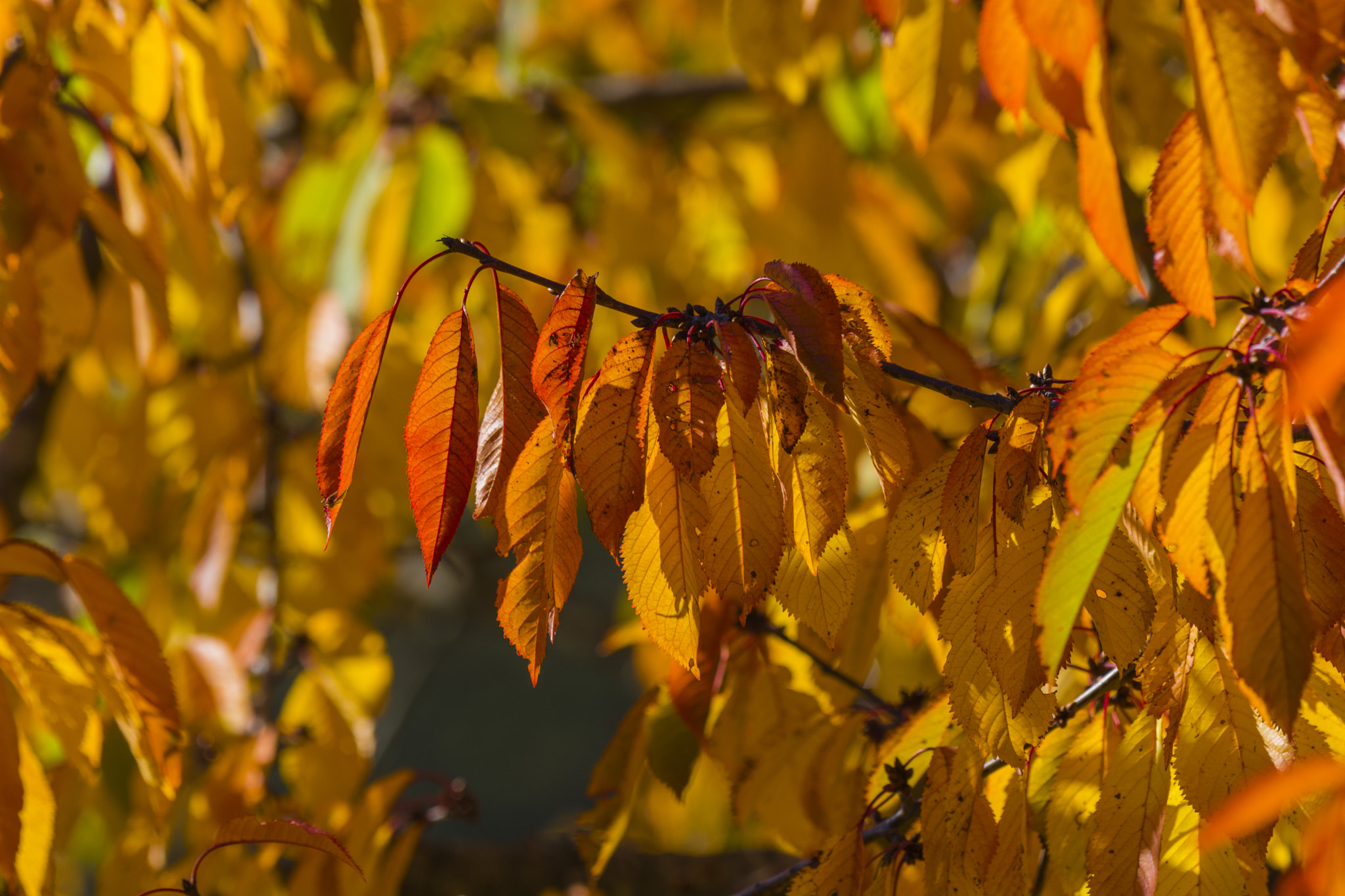 Nikon AF-S Nikkor 200-500mm F5.6E ED VR sample photo. Dressed in orange photography