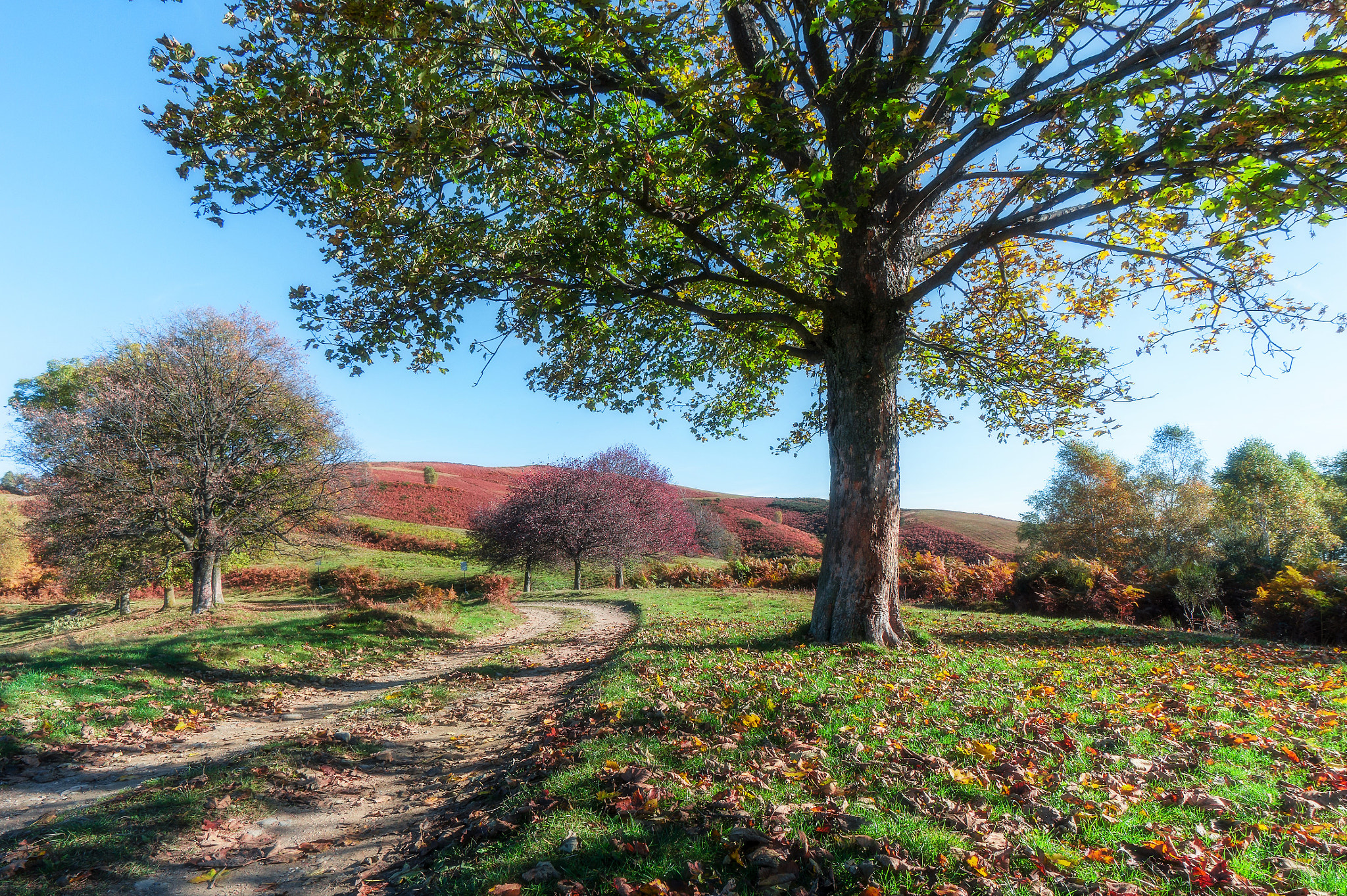 Sony Alpha a5000 (ILCE 5000) + Sony E 10-18mm F4 OSS sample photo. Mysterious forest on my mind photography