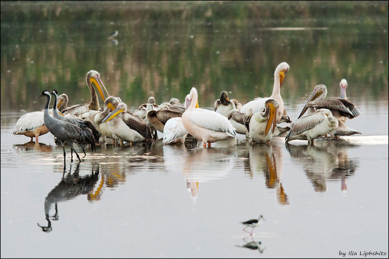 Canon EF 300mm F2.8L IS USM sample photo. Morning pelicans №1 - and cranes :) photography