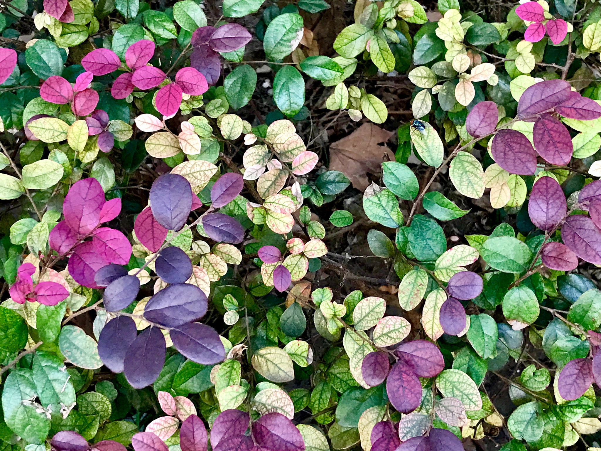 Apple iPhone9,1 sample photo. Colorful leaves 多彩的叶子 photography