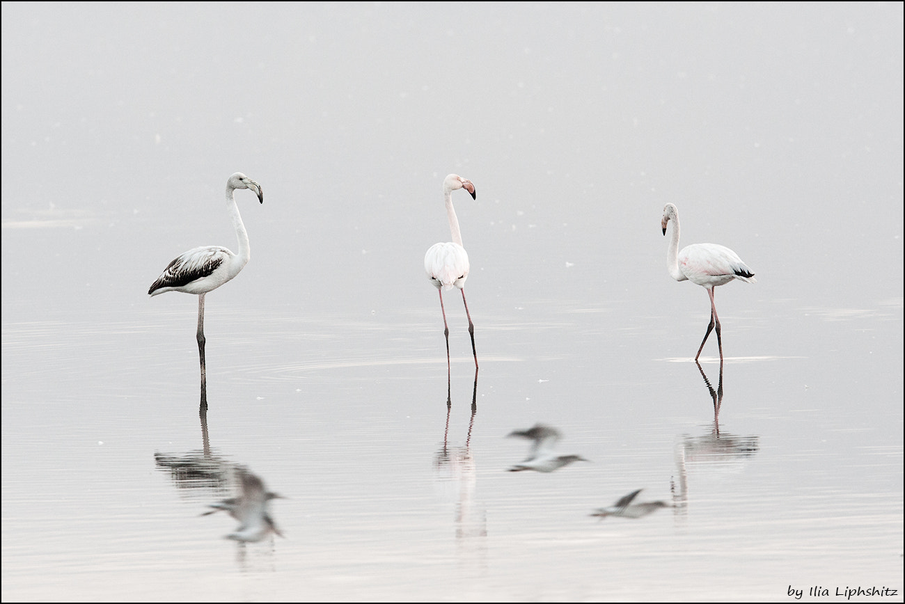 Canon EOS-1D Mark III + Canon EF 300mm F2.8L IS USM sample photo. Morning flamingos №1 photography