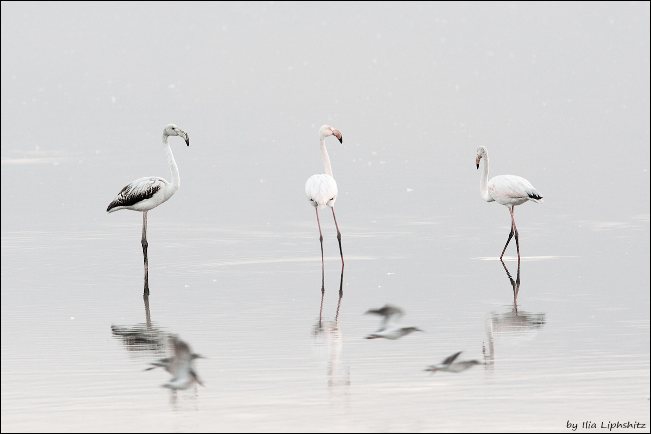 Canon EF 300mm F2.8L IS USM sample photo. Morning flamingos №1 photography