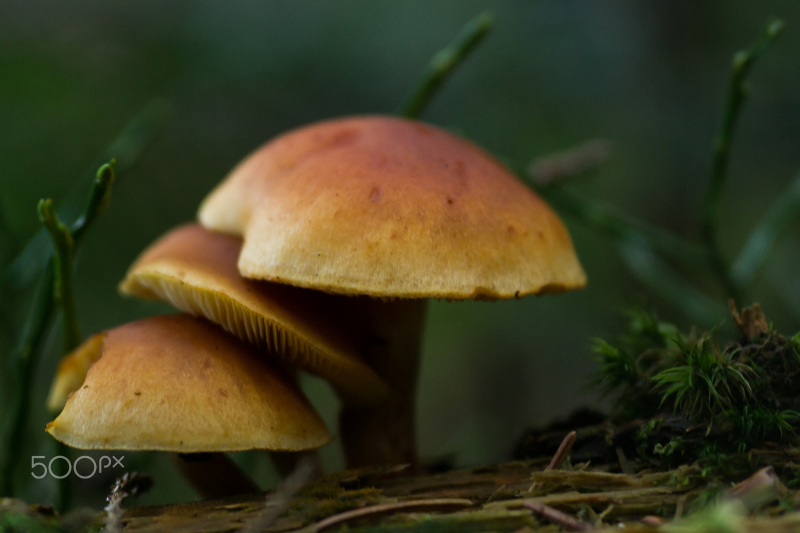 Sony Alpha DSLR-A500 + Tokina EMZ M100 AF 100mm F3.5 sample photo. Mushroom photography