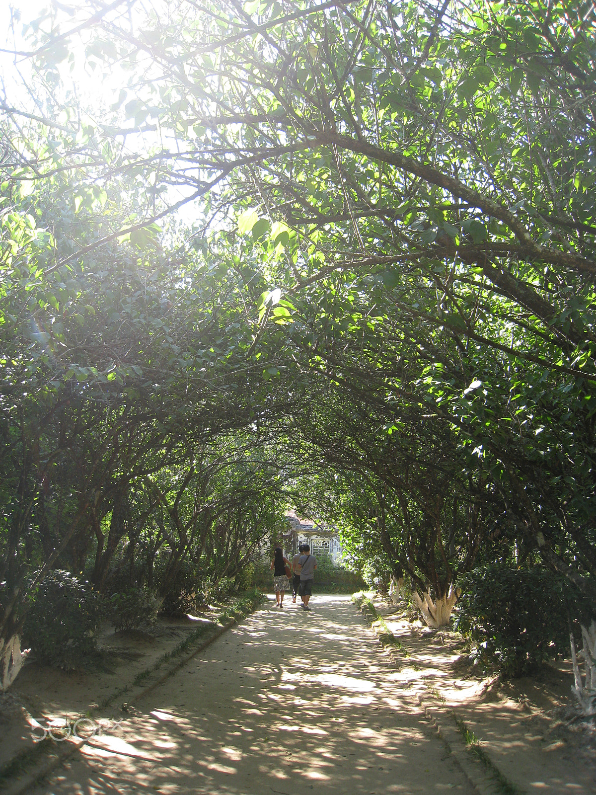 Canon DIGITAL IXUS 860 IS sample photo. Peaceful afternoon at a tiny green road. photography