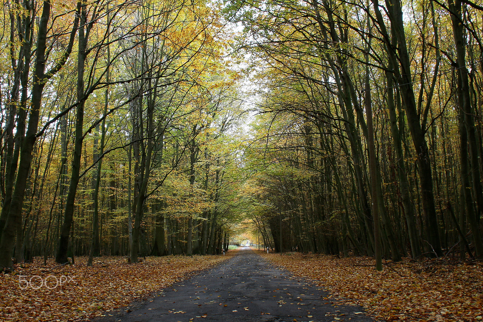 Canon EOS 650D (EOS Rebel T4i / EOS Kiss X6i) + Sigma 18-50mm F2.8-4.5 DC OS HSM sample photo. Herbst weg photography