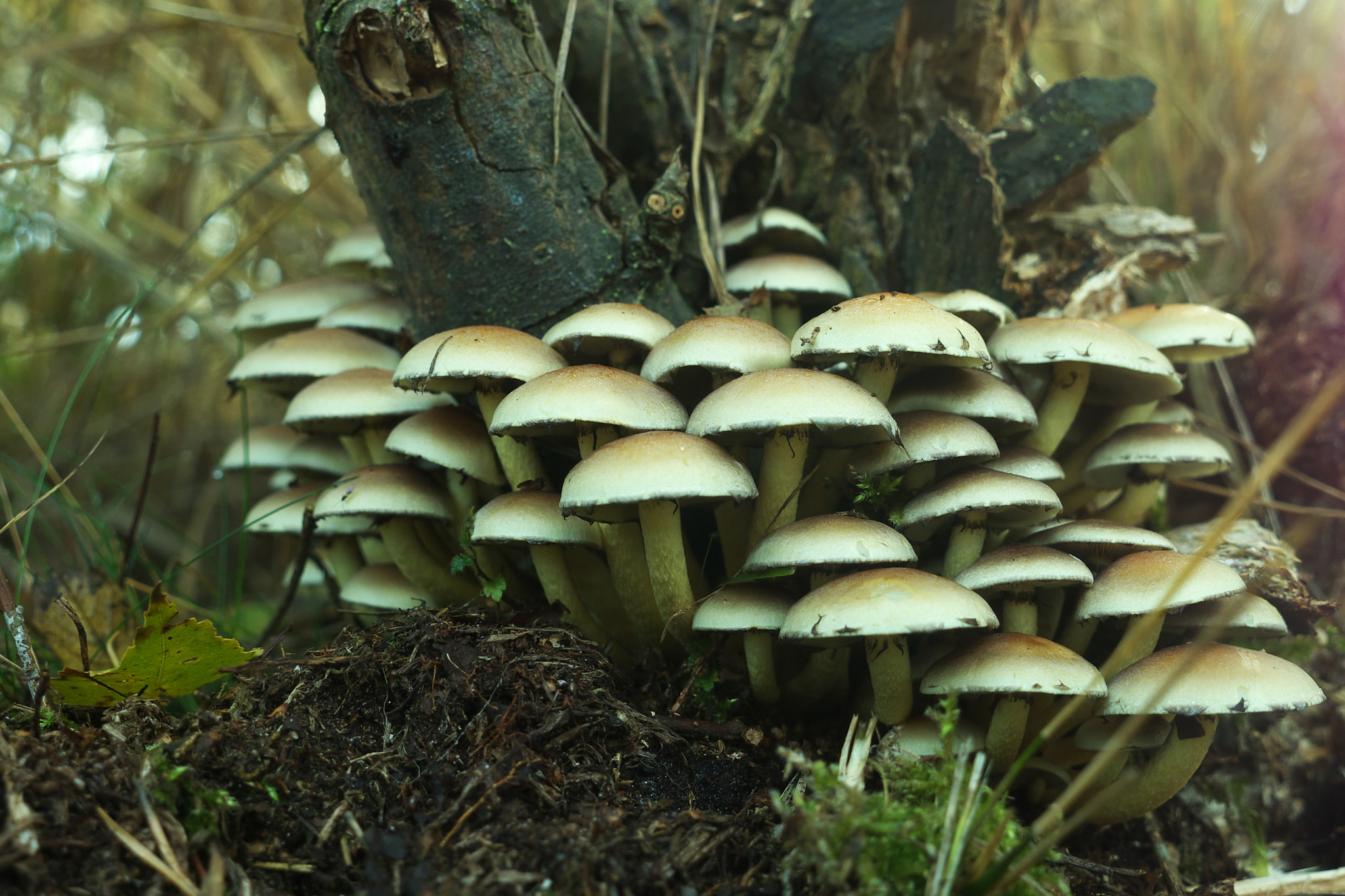 Panasonic Lumix DMC-GH2 sample photo. Bracket fungus photography
