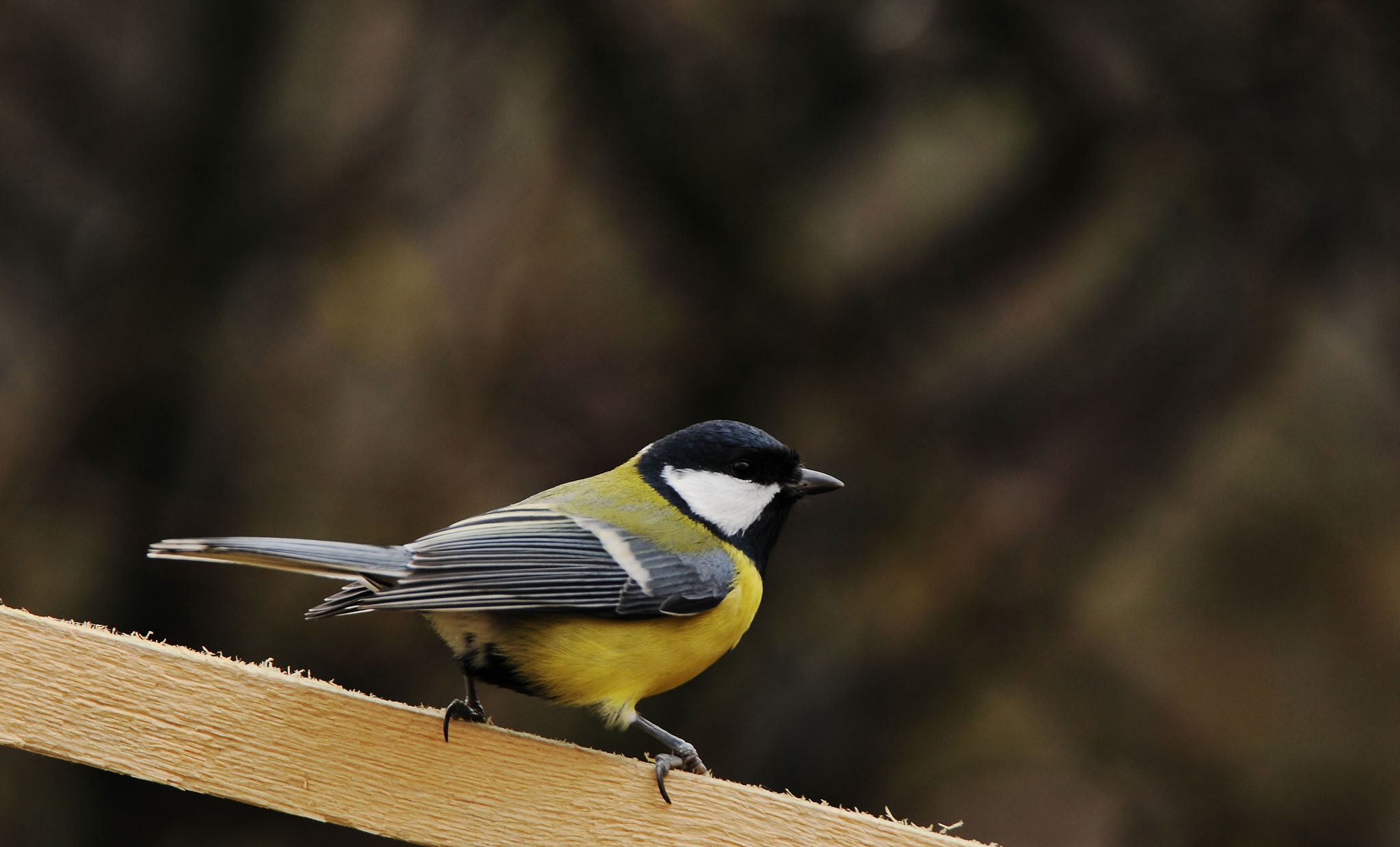 Nikon D300 sample photo. Cloudy day at the feeder ii photography