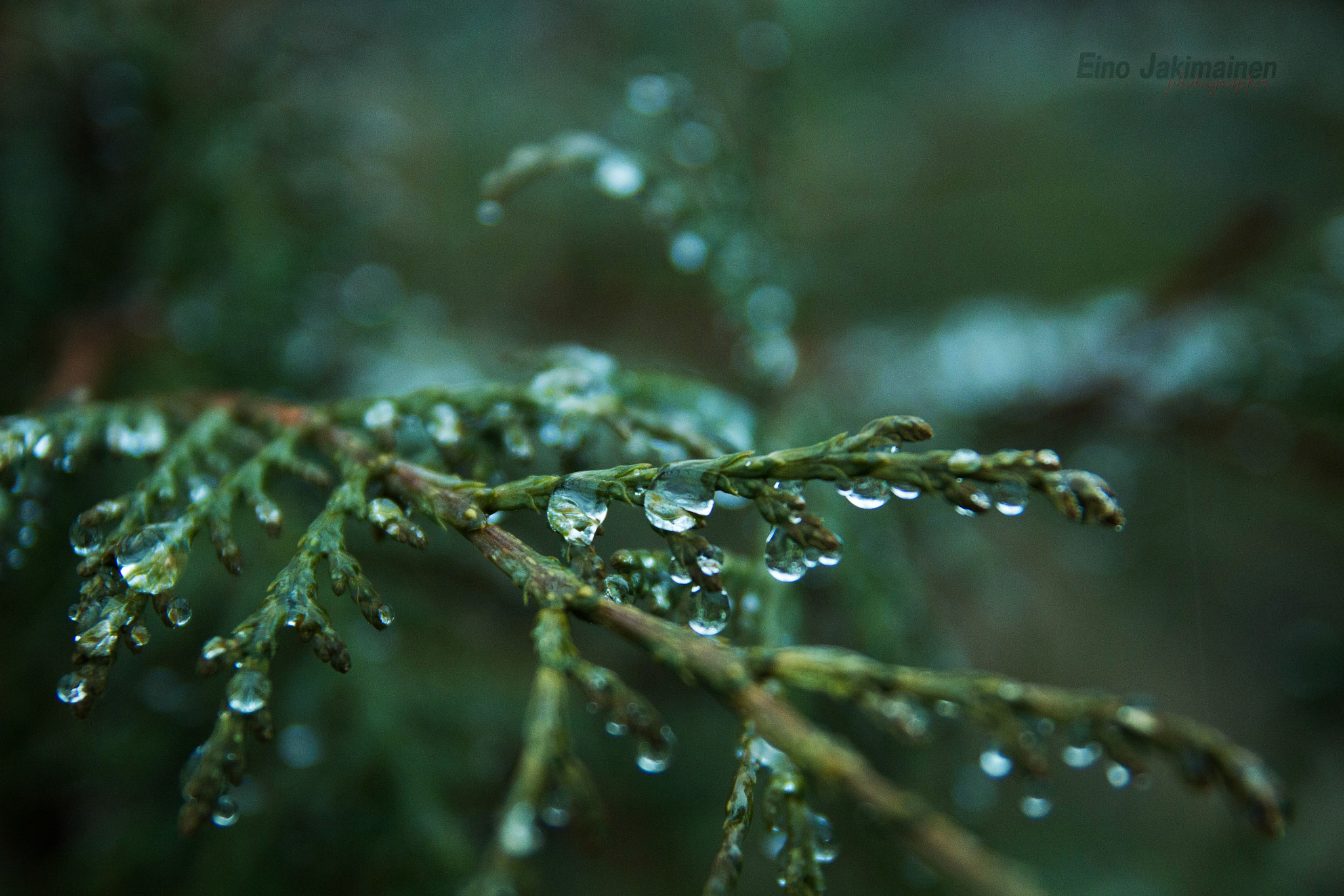 Tamron SP AF 17-50mm F2.8 XR Di II LD Aspherical (IF) sample photo. Thuja photography
