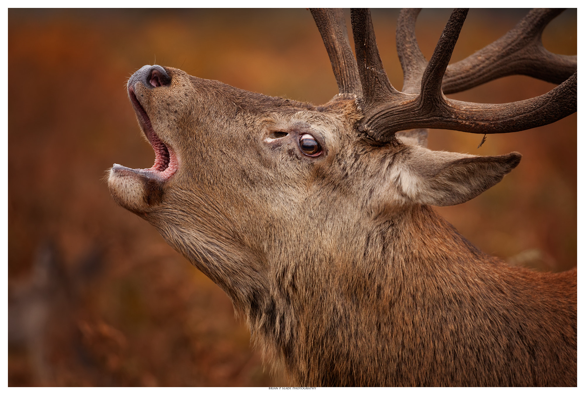 Canon EOS 5D Mark II sample photo. The dominant stag photography