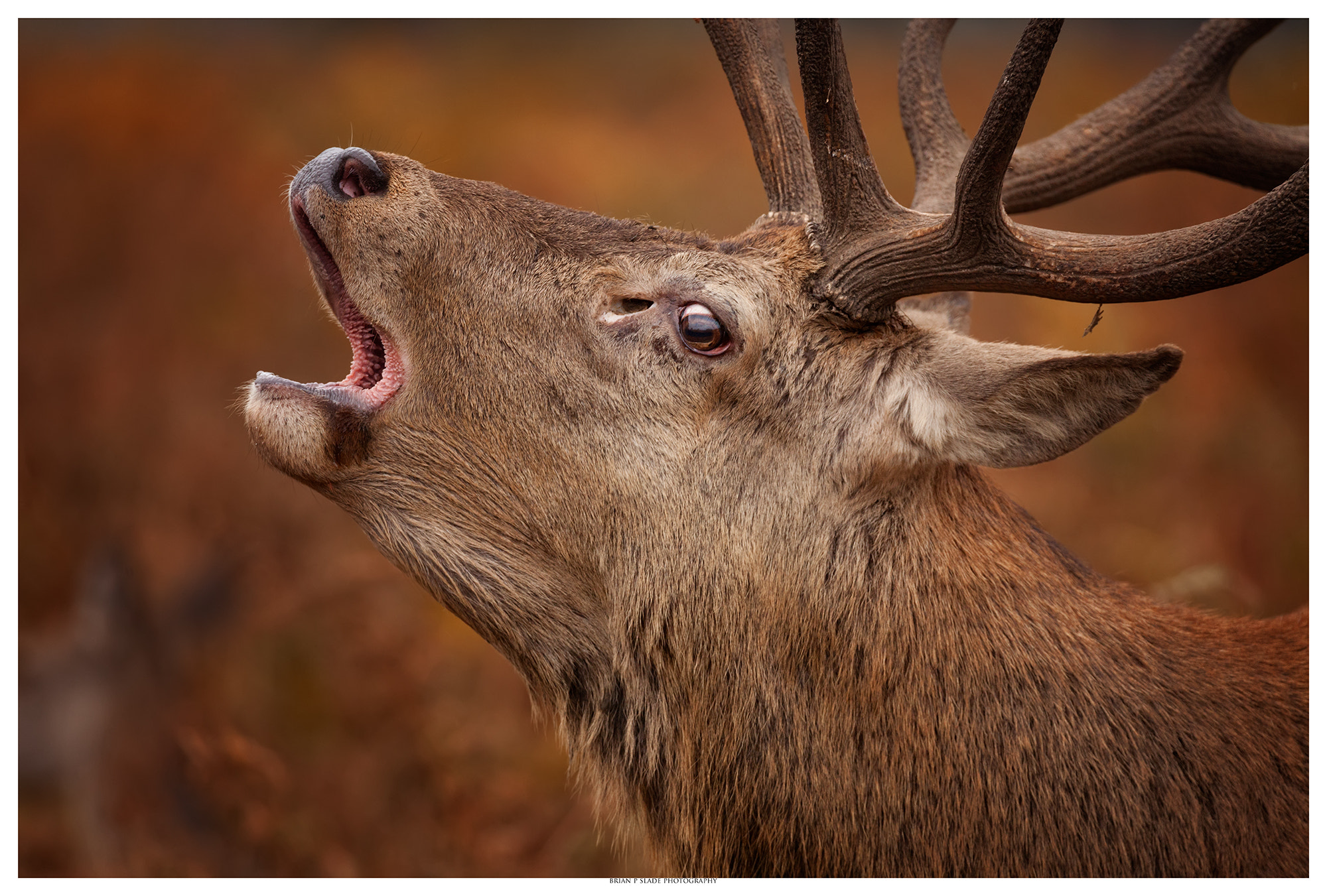 Sigma 150-600mm F5-6.3 DG OS HSM | C sample photo. The dominant stag photography