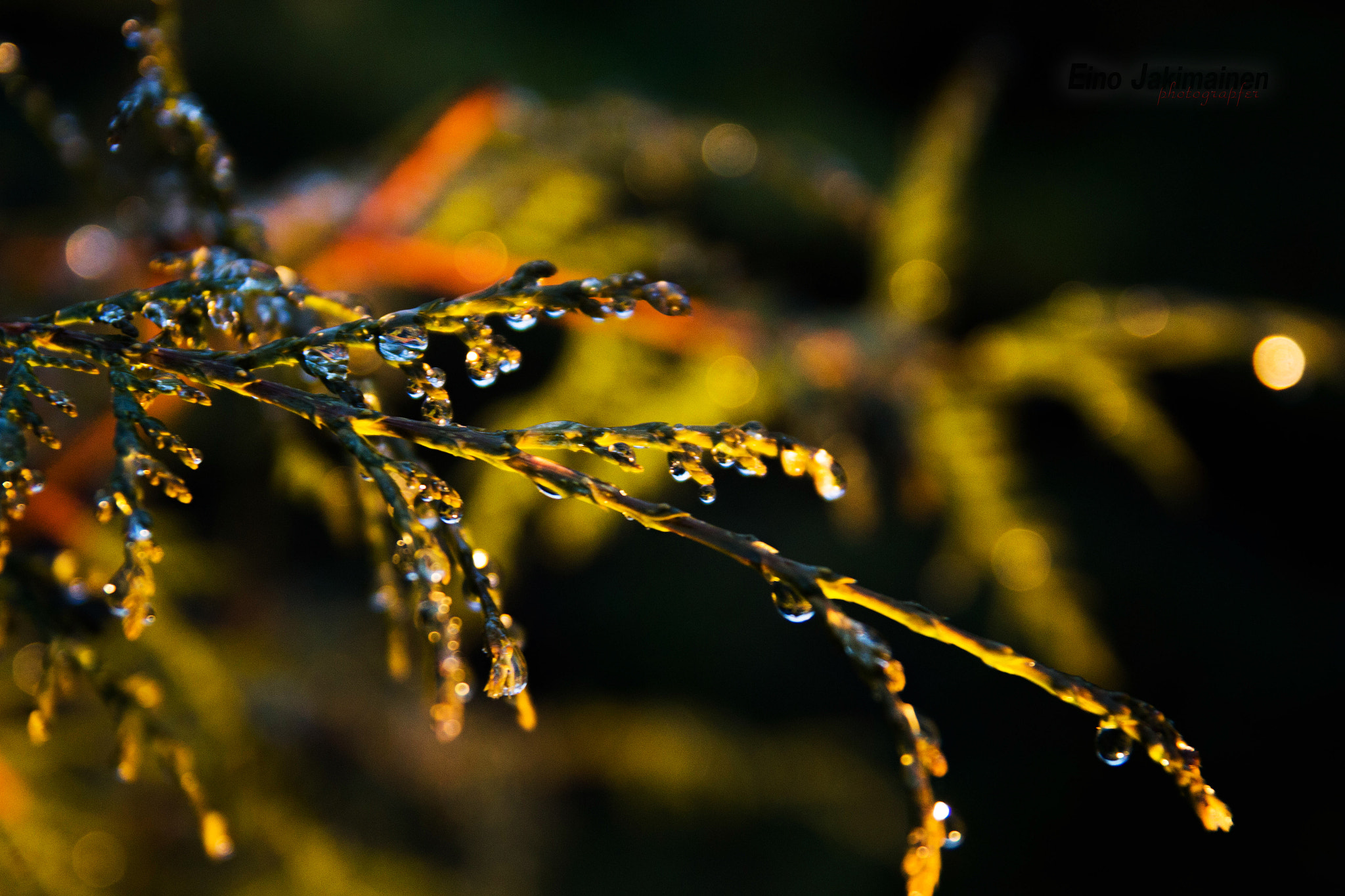 Tamron SP AF 17-50mm F2.8 XR Di II LD Aspherical (IF) sample photo. Thuja photography