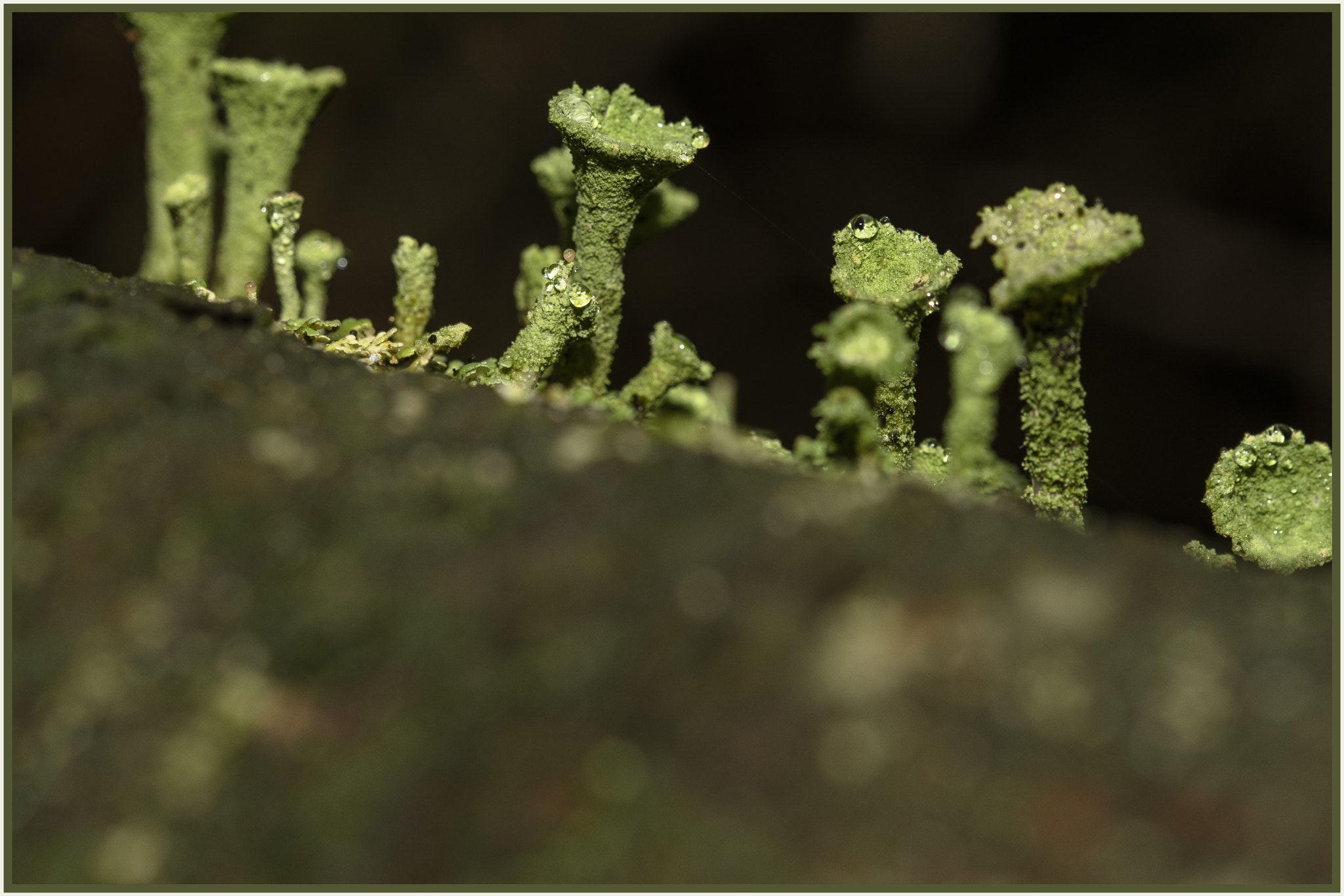 Sigma 105mm F2.8 EX DG OS HSM sample photo. Bekermos photography