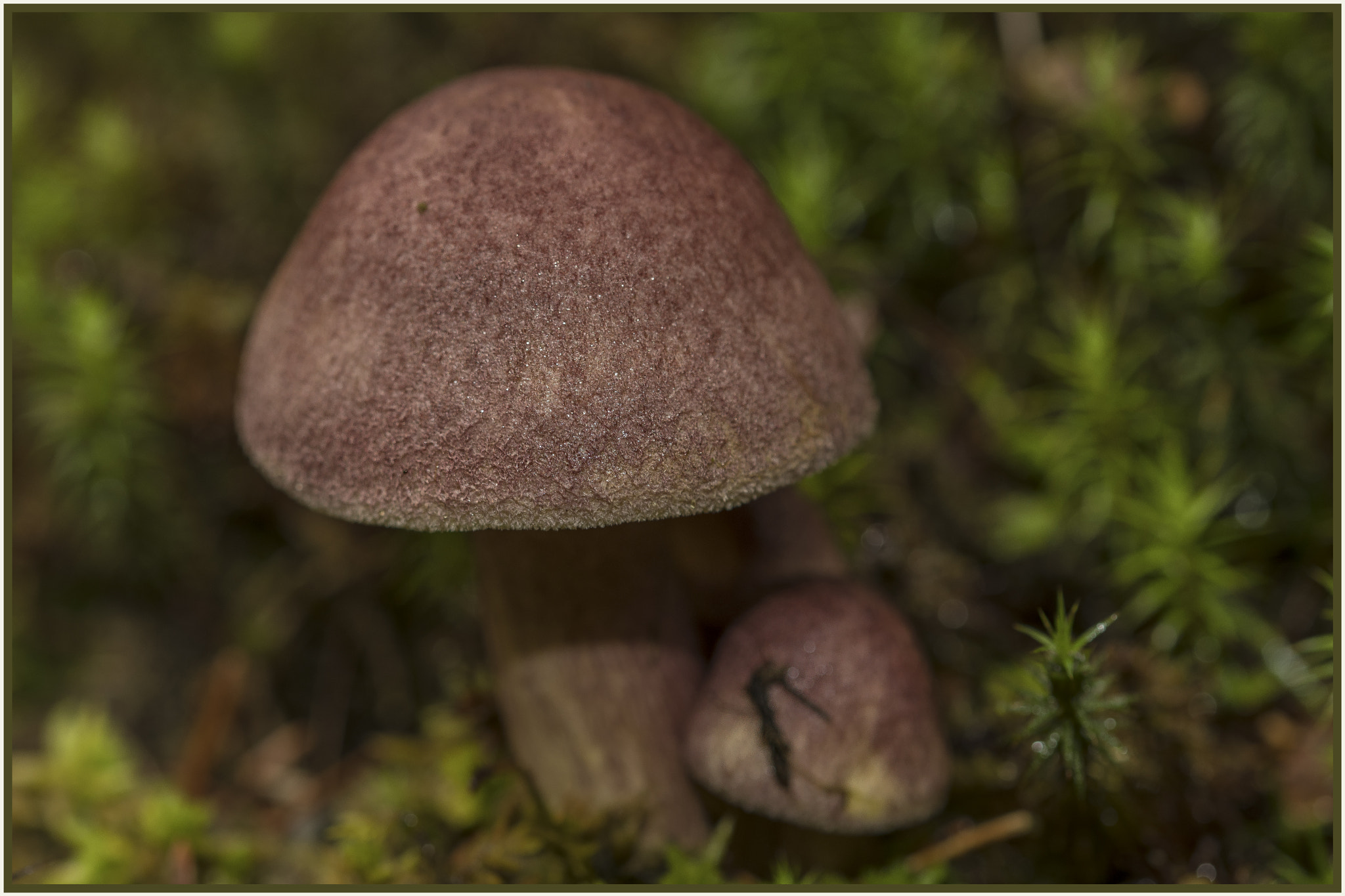 Sigma 105mm F2.8 EX DG OS HSM sample photo. Paddestoel onbekend photography