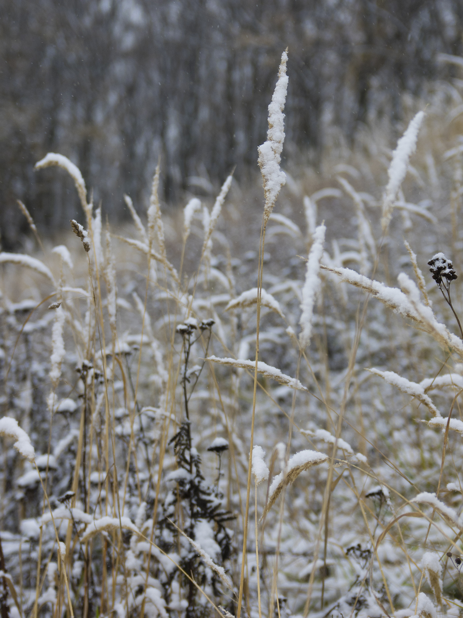SIGMA 18-50mm F2.8 DC sample photo. The winter is coming photography