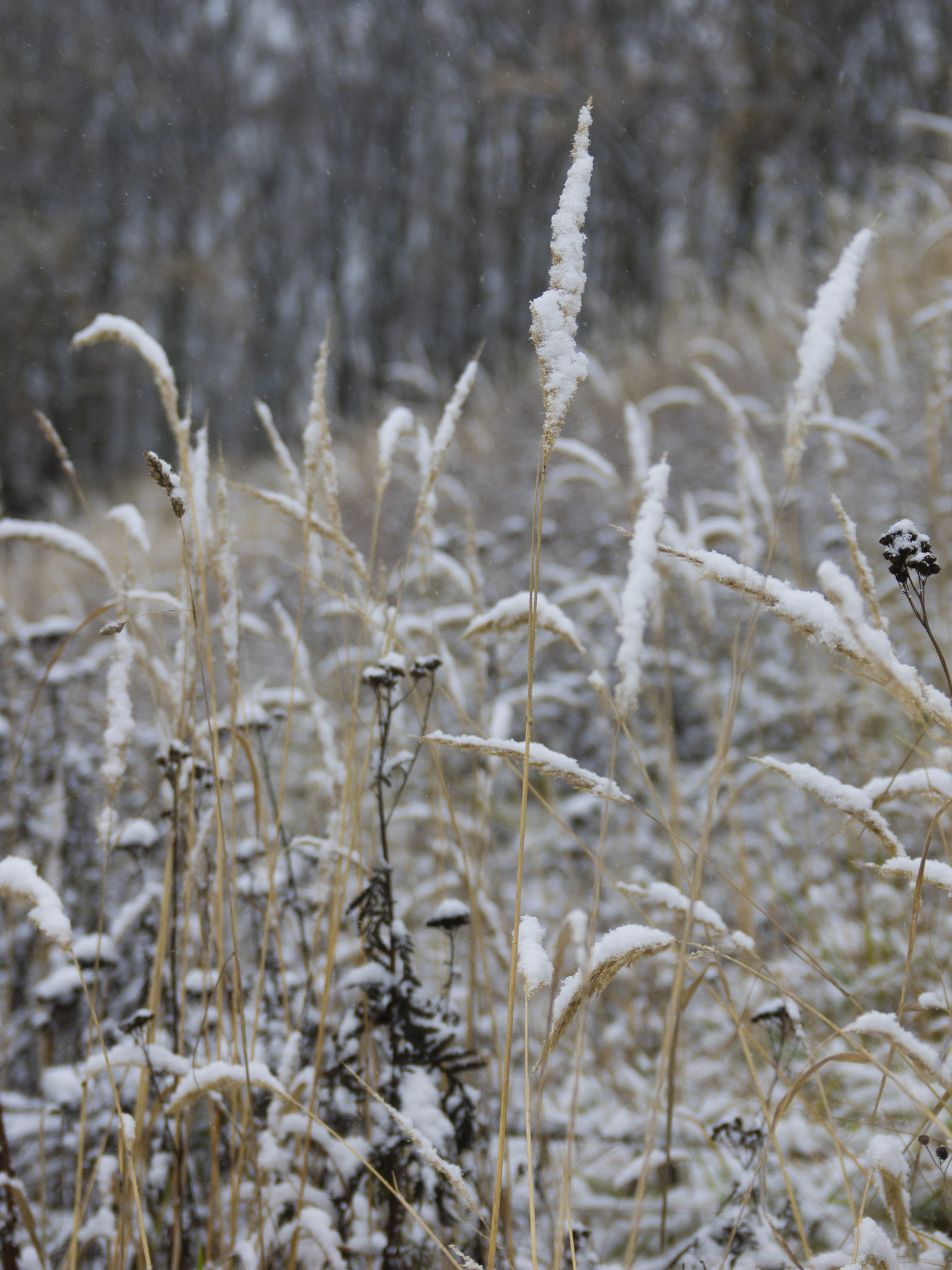 Olympus OM-D E-M1 + SIGMA 18-50mm F2.8 DC sample photo. The winter is coming photography