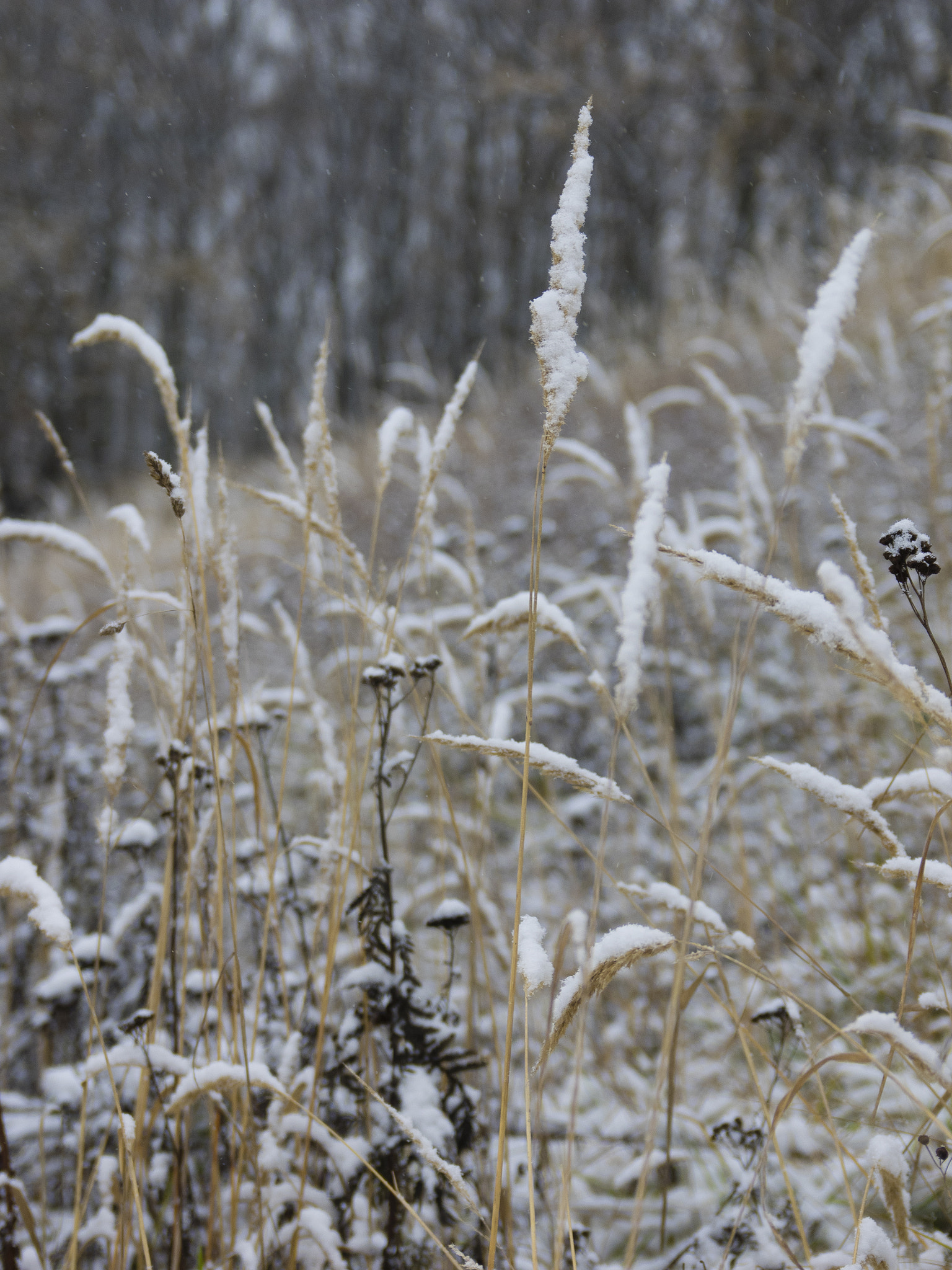 Olympus OM-D E-M1 sample photo. The winter is coming photography