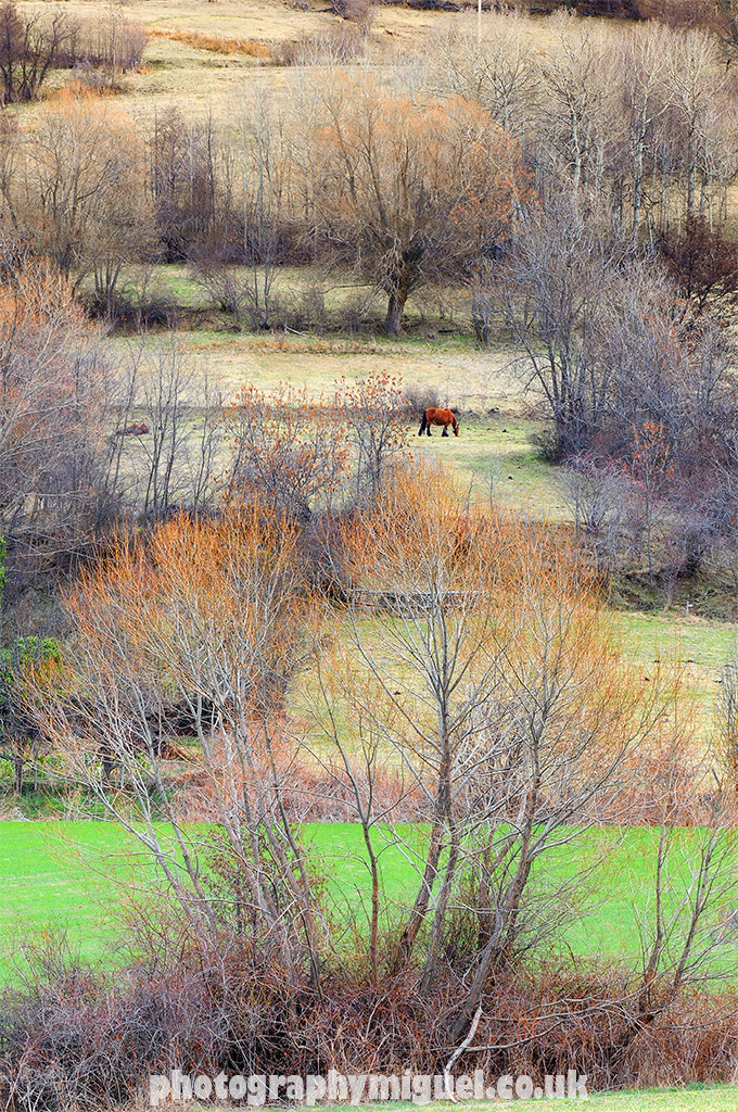 Nikon D300 sample photo. Horse. err, pyrénées-orientales department in southern france. photography
