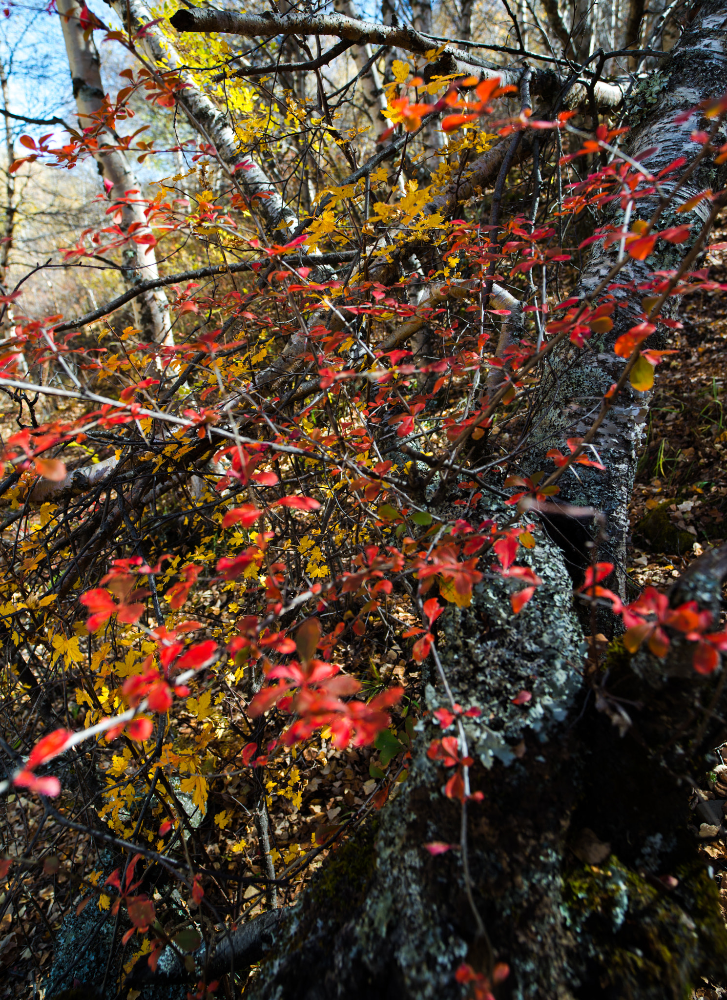 Nikon D800 sample photo. Ads photography