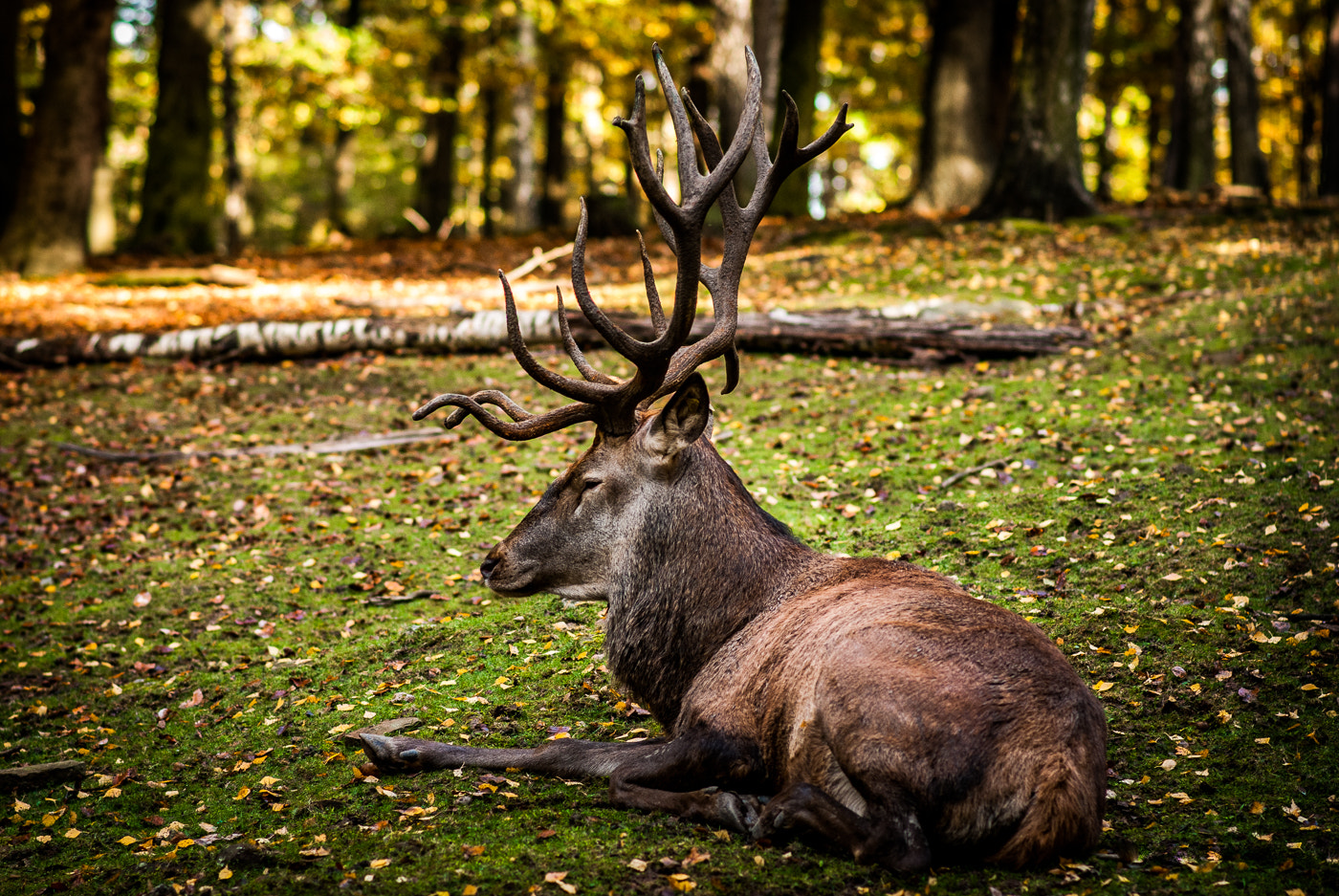 Nikon D80 + Nikon AF-S Nikkor 85mm F1.8G sample photo. Deer photography