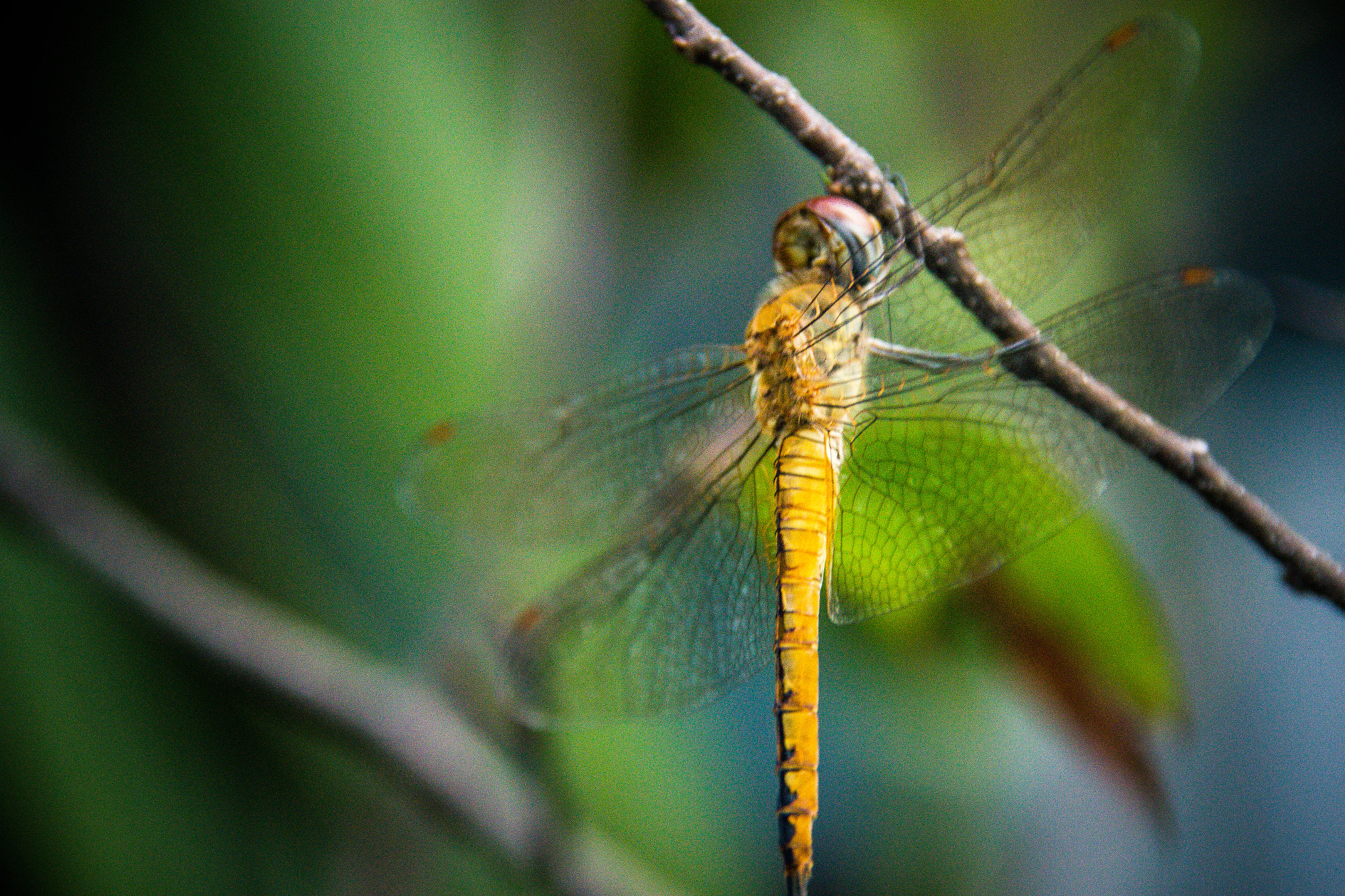 Canon EOS 60D sample photo. Dragonfly photography