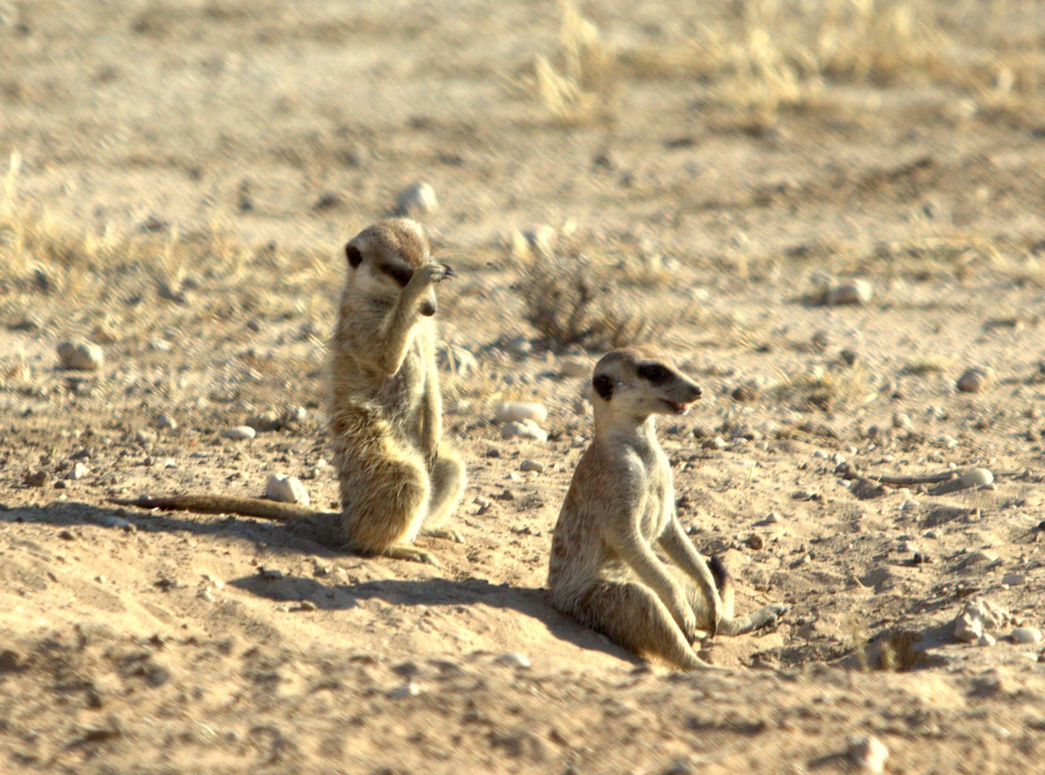 Canon EF 70-200mm F2.8L IS USM sample photo. Suricate are the funniest ! photography