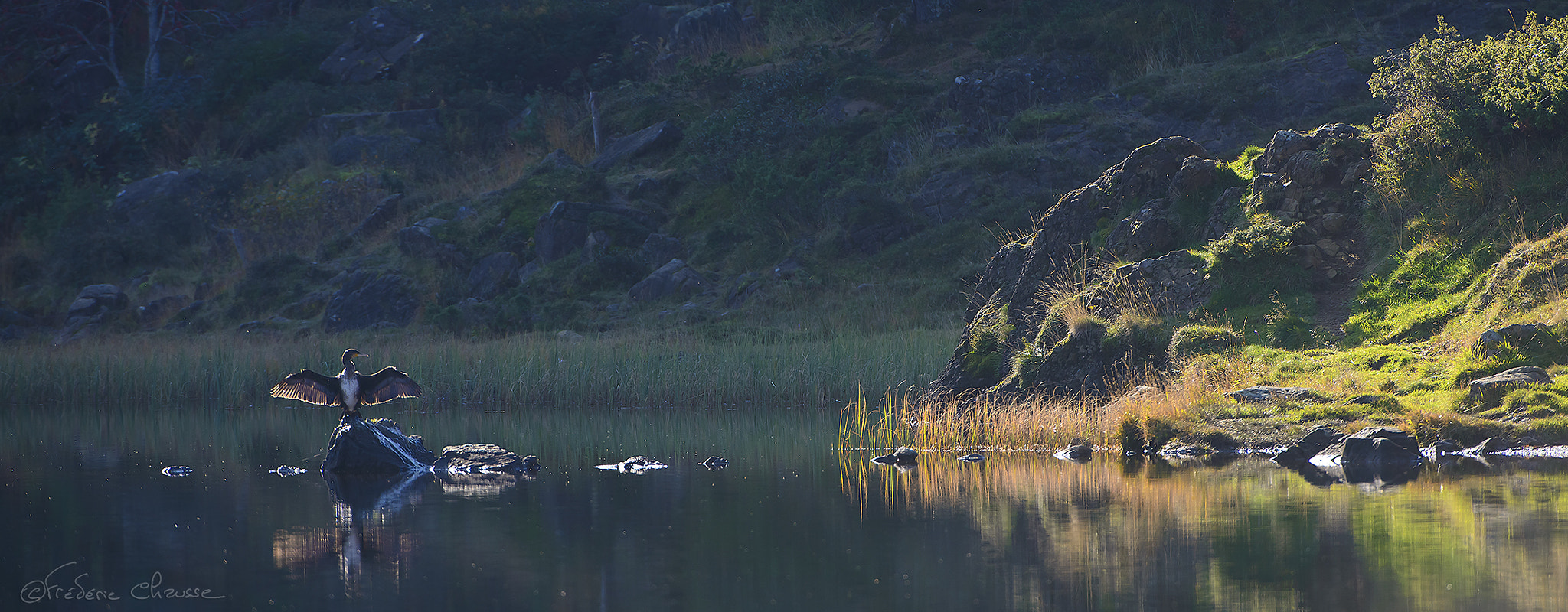 Nikon AF-S Nikkor 200-400mm F4G ED-IF VR sample photo. Great cormorant photography