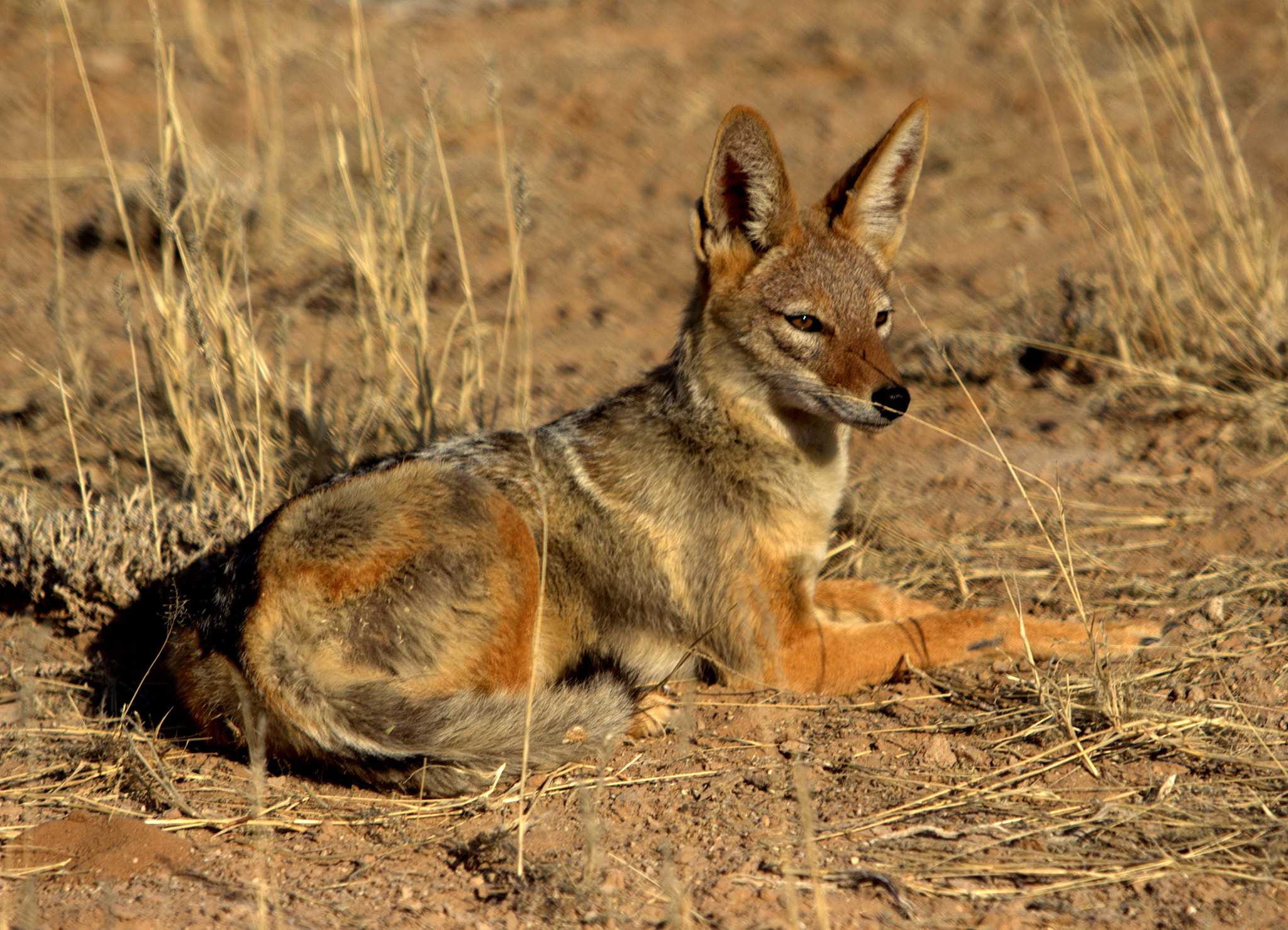Canon EF 70-200mm F2.8L IS USM sample photo. Chacal focused on hunting photography