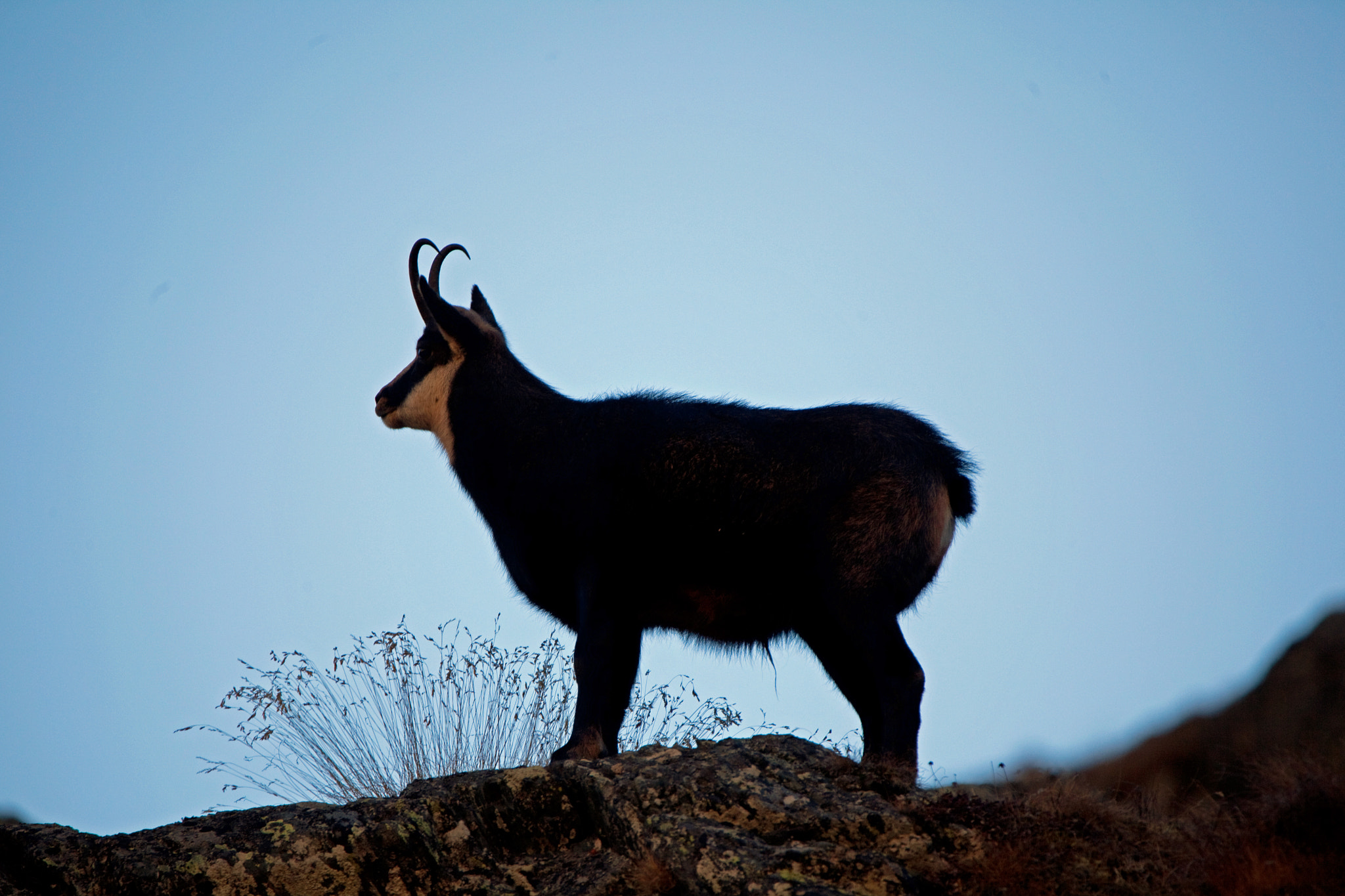 Tamron SP 150-600mm F5-6.3 Di VC USD sample photo. Chamoix in the light of october photography