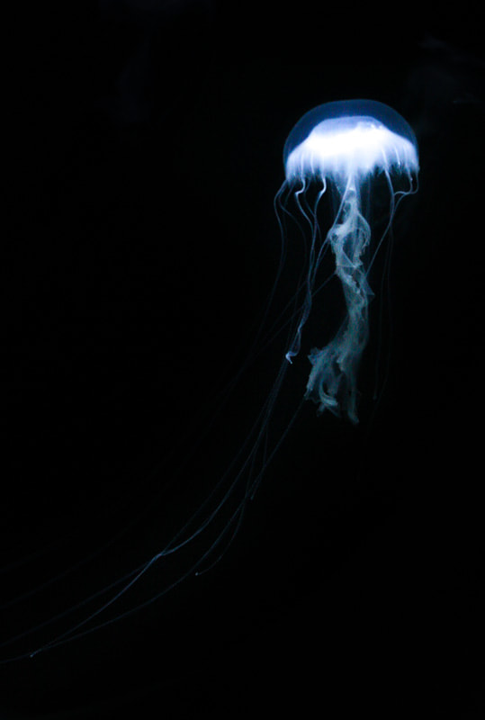 Canon EOS 40D + Canon EF 70-200mm F4L USM sample photo. Jellyfish lantern photography