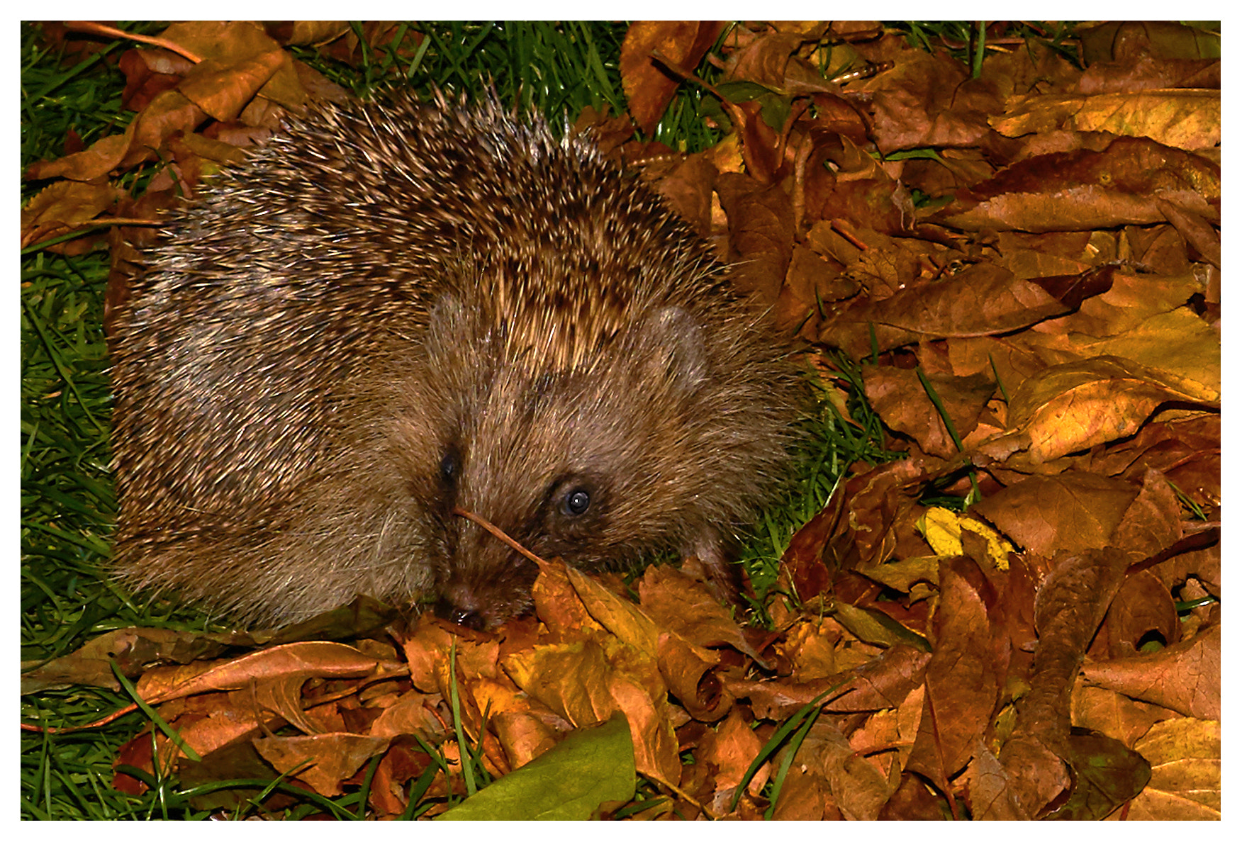 Sony ILCA-77M2 + Sony DT 35mm F1.8 SAM sample photo. Hedgehog photography