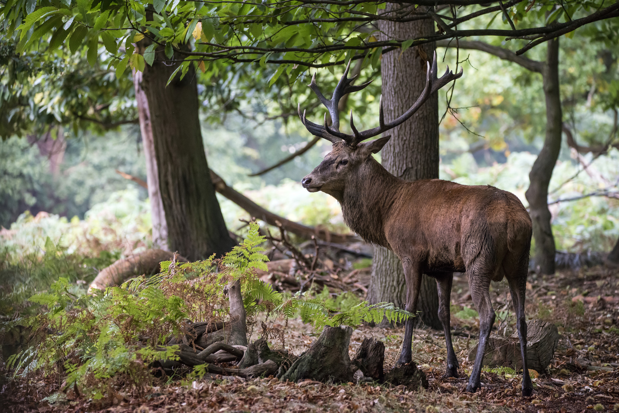 Sigma 150-600mm F5-6.3 DG OS HSM | C sample photo. Majestic powerful red deer stag cervus elaphus in forest landsca photography