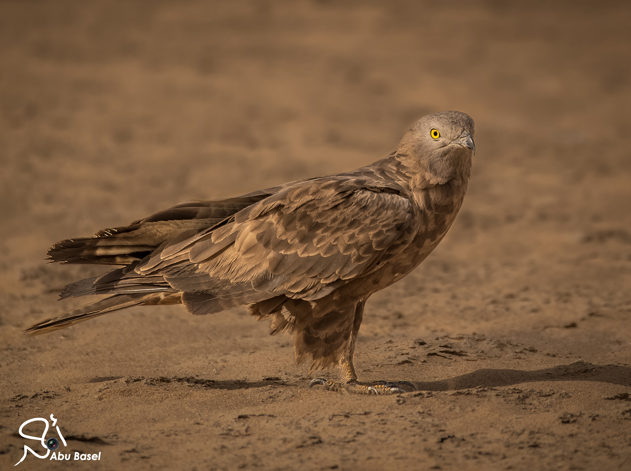 Sigma 150-600mm F5-6.3 DG OS HSM | S sample photo