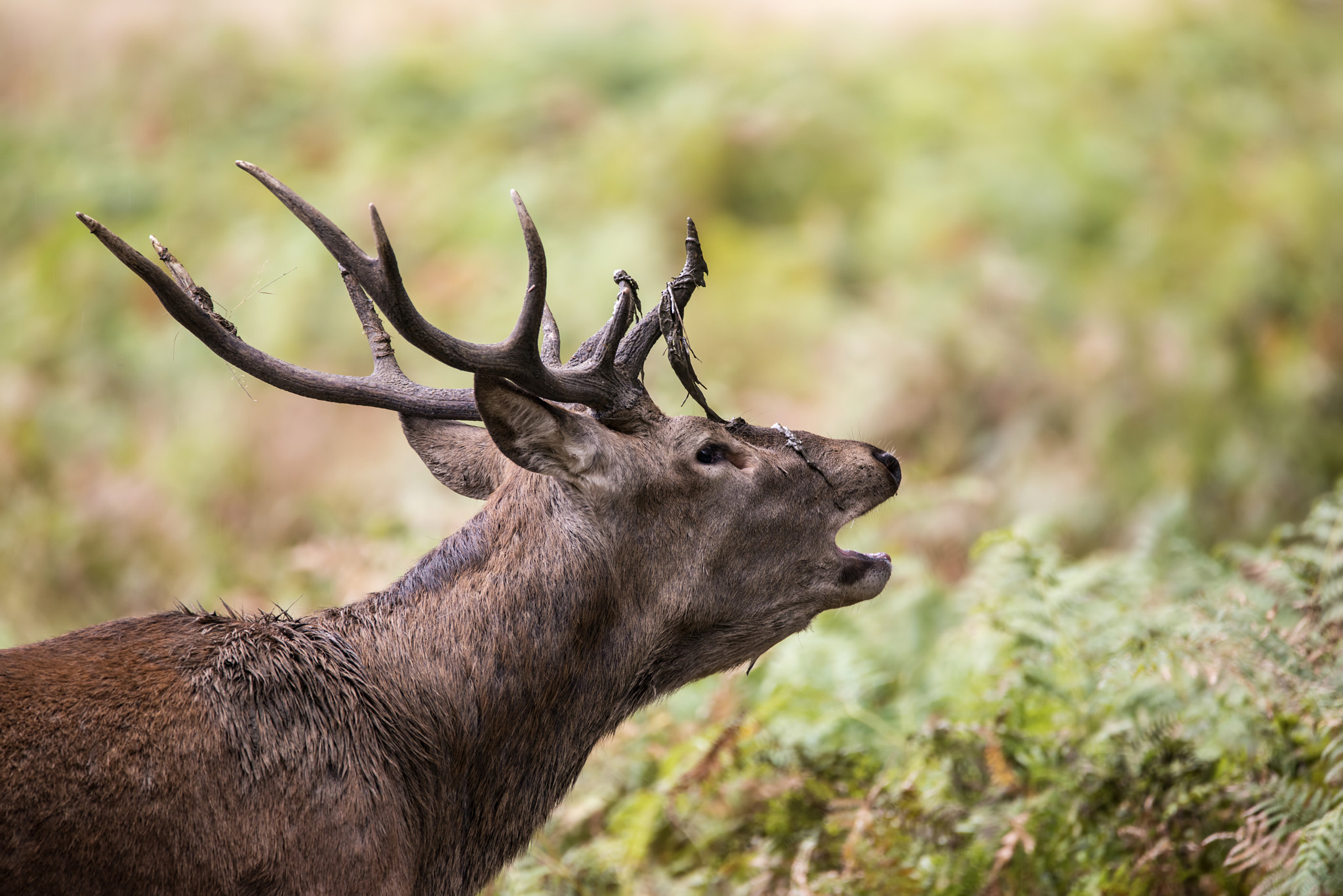 Sigma 150-600mm F5-6.3 DG OS HSM | C sample photo. Majestic powerful red deer stag cervus elaphus in forest landsca photography