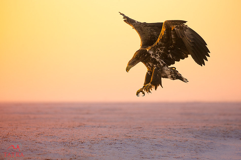 Canon EF 100-400mm F4.5-5.6L IS USM sample photo. Juvenile sea eagle photography