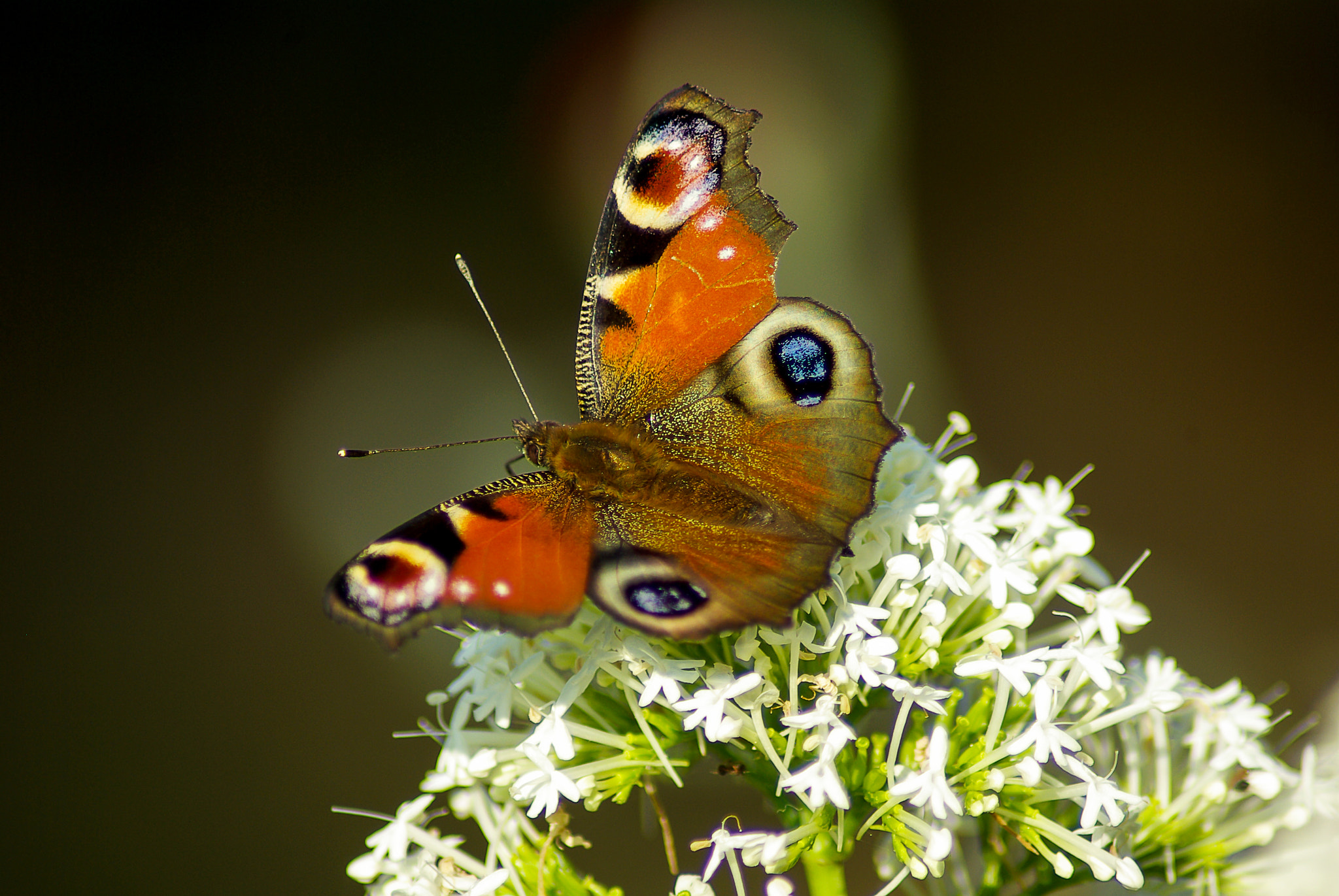 Pentax K10D sample photo. Le paon du jour photography