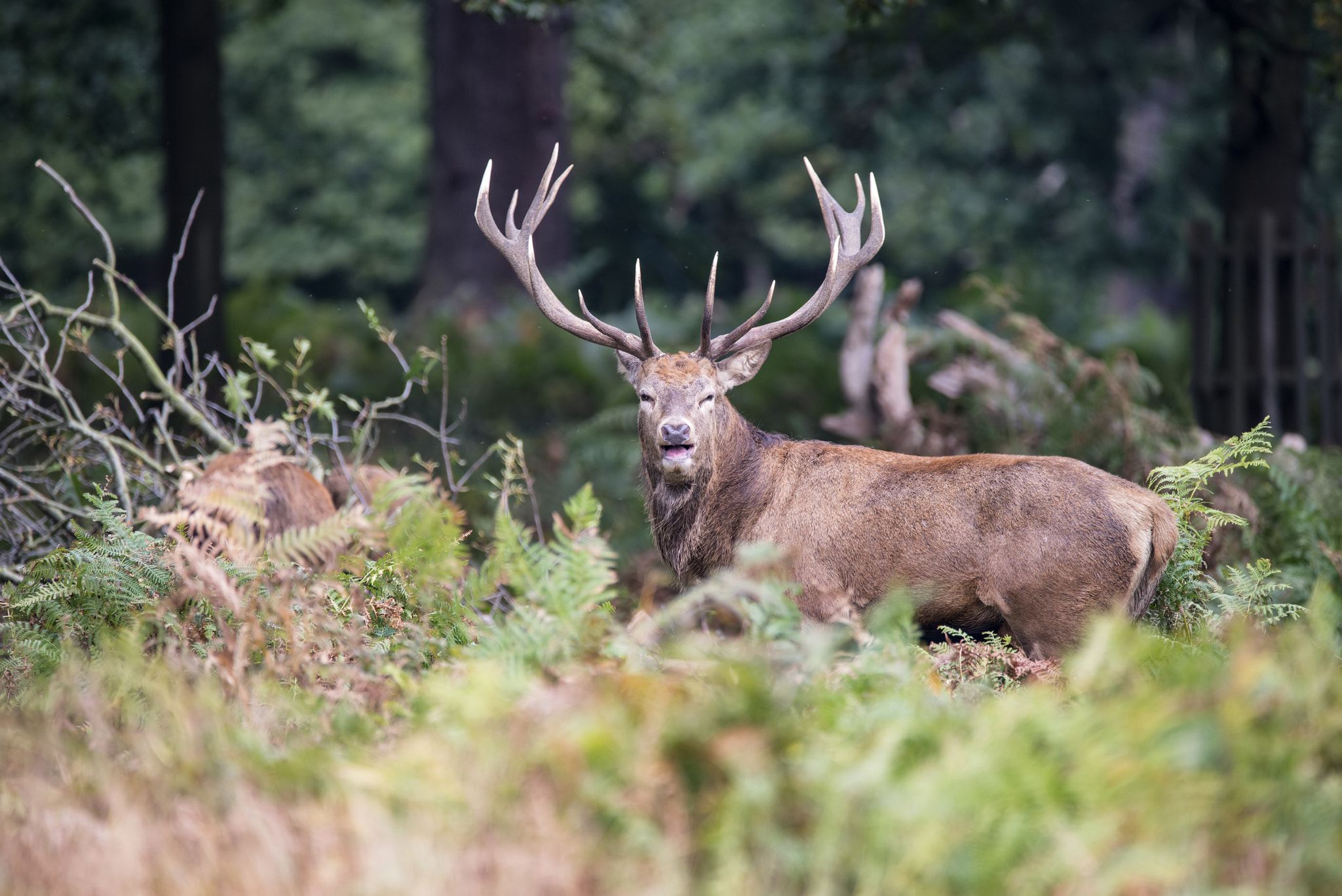 Sigma 150-600mm F5-6.3 DG OS HSM | C sample photo. Majestic powerful red deer stag cervus elaphus in forest landsca photography