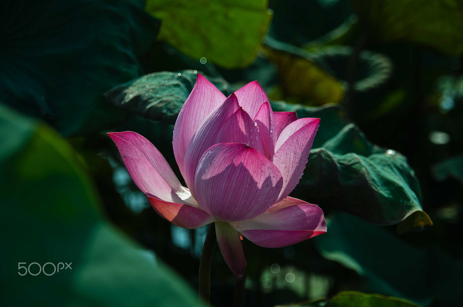 Nikon D90 + Sigma 18-200mm F3.5-6.3 DC sample photo. Lotus flower photography