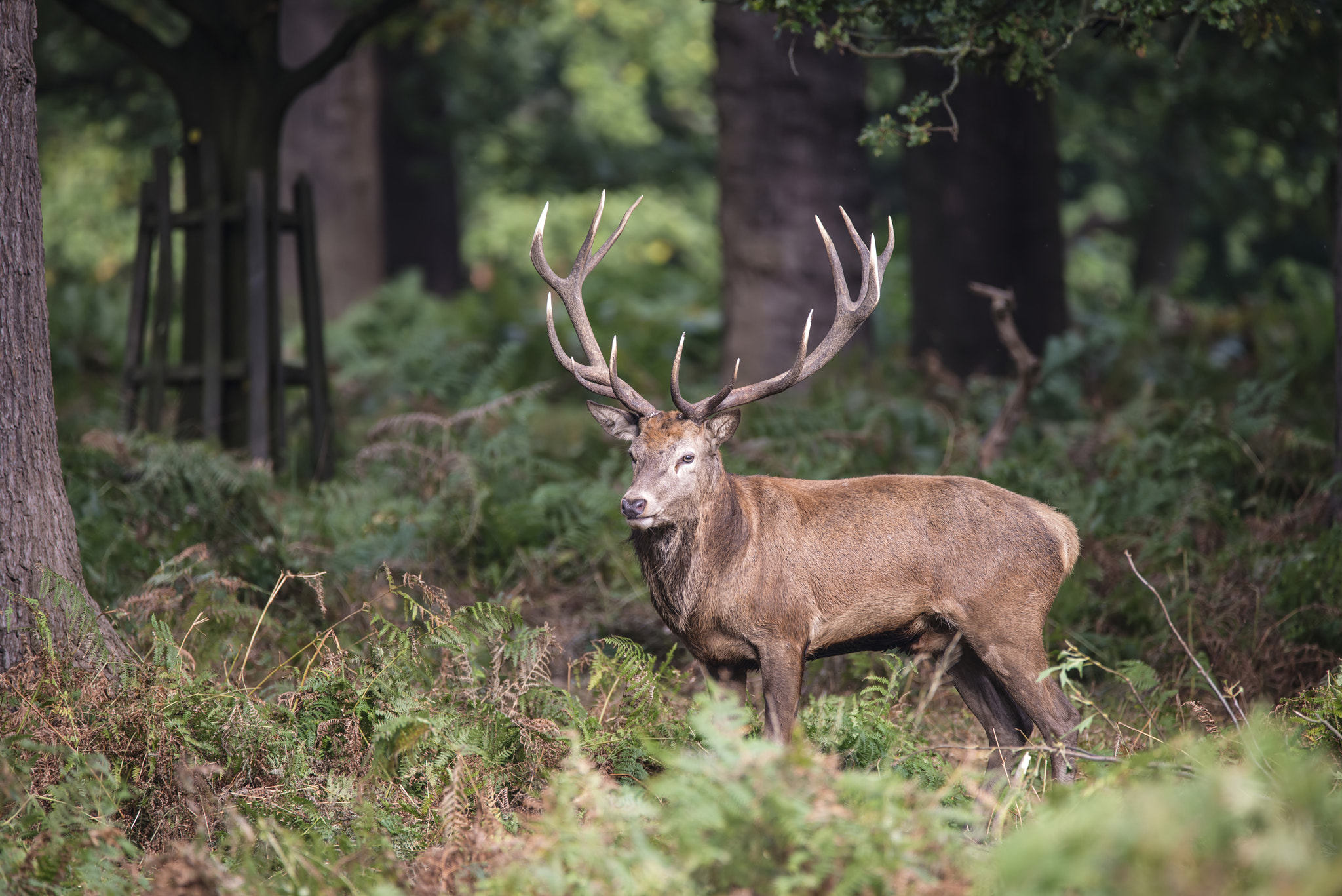 Sigma 150-600mm F5-6.3 DG OS HSM | C sample photo. Majestic powerful red deer stag cervus elaphus in forest landsca photography