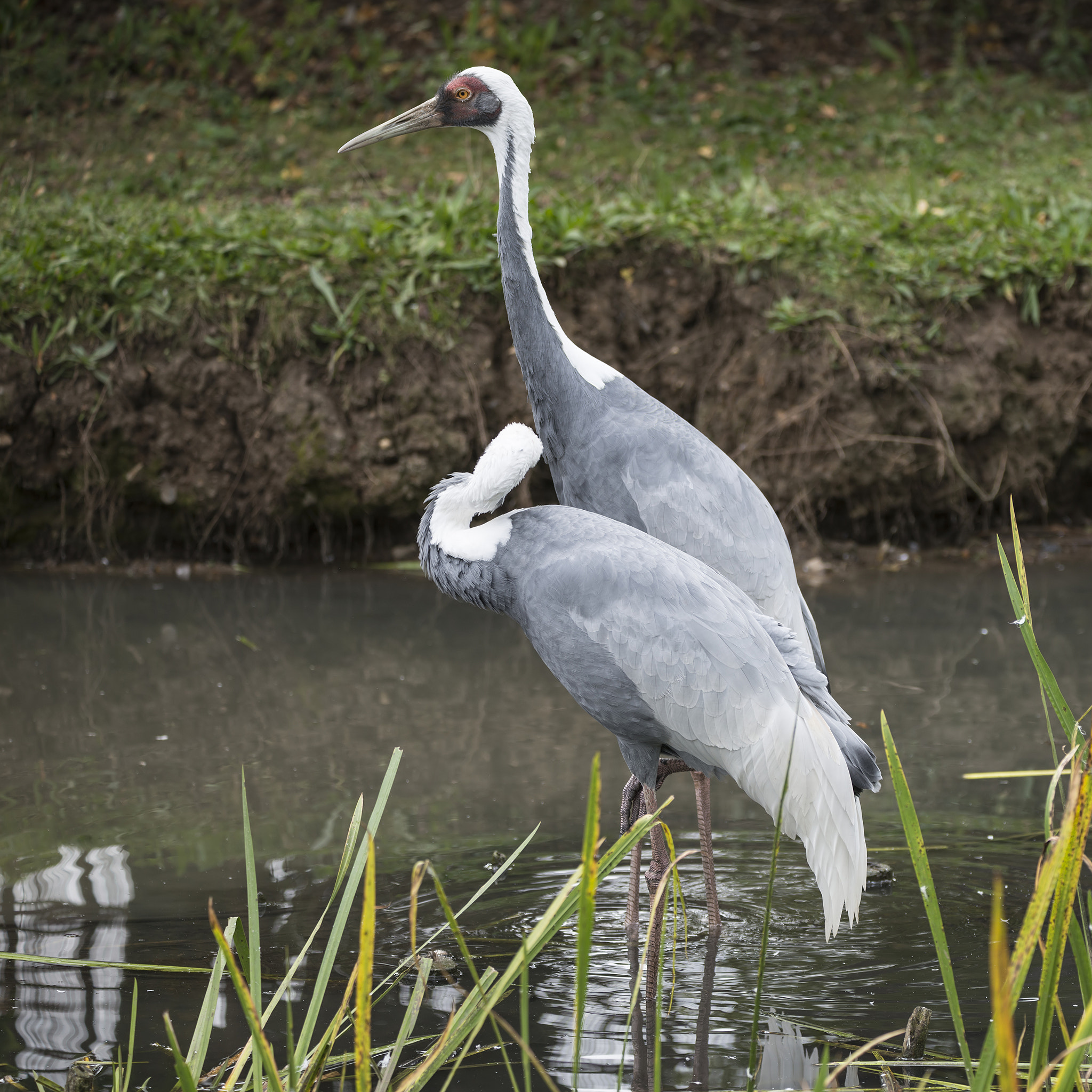 Sigma 150-600mm F5-6.3 DG OS HSM | C sample photo. Natural portrait of white-naped crane bird from china photography
