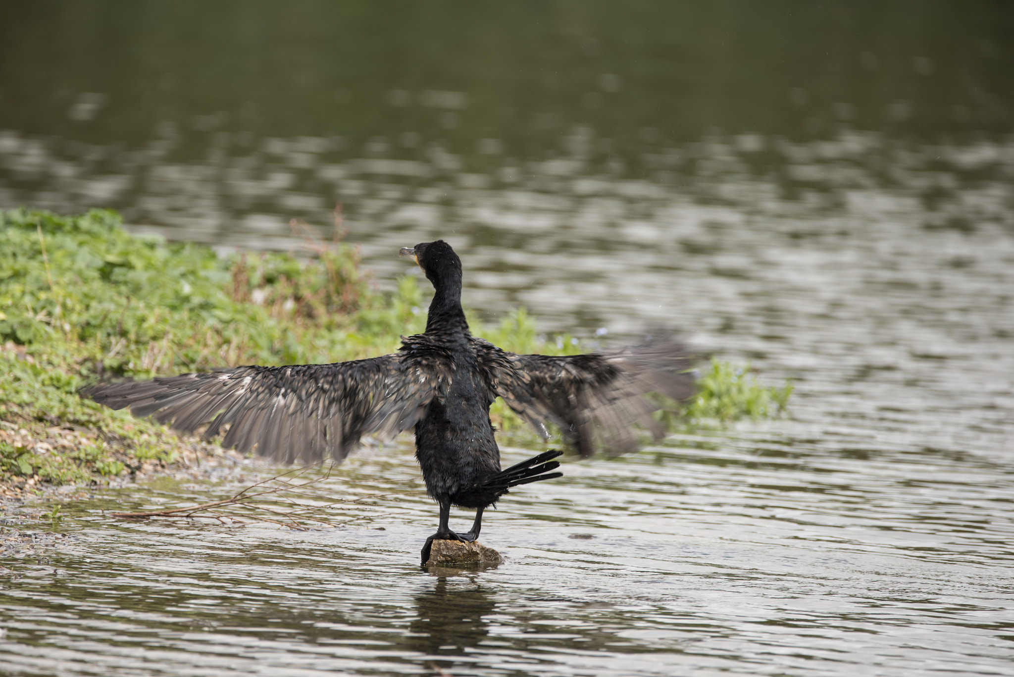 Sigma 150-600mm F5-6.3 DG OS HSM | C sample photo. Beautiful image of cormorant phalacrocoracidae spreading wings i photography