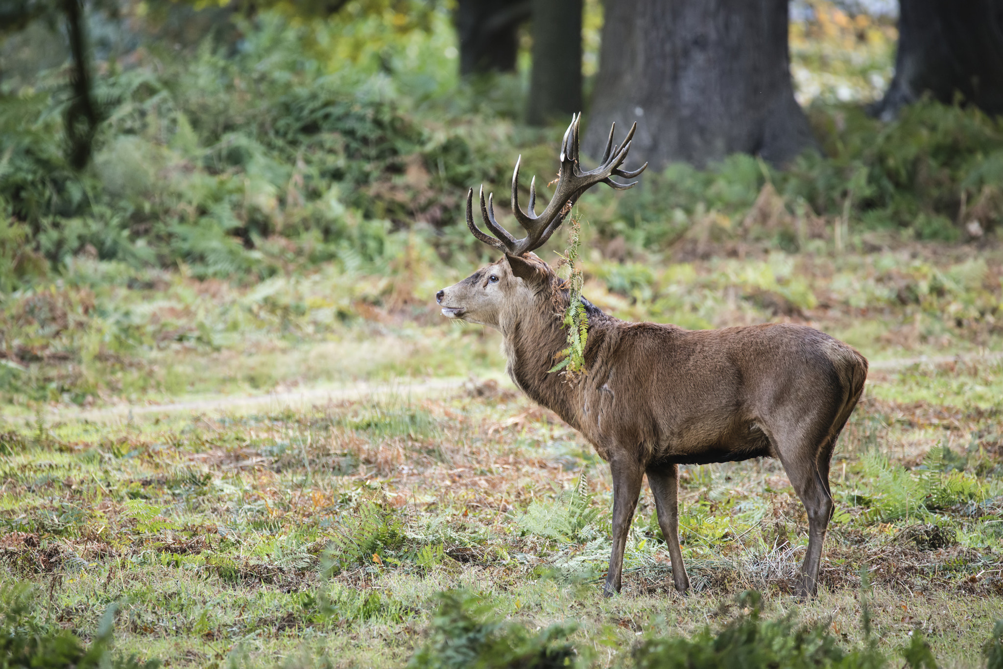 Sigma 150-600mm F5-6.3 DG OS HSM | C sample photo. Majestic powerful red deer stag cervus elaphus in forest landsca photography