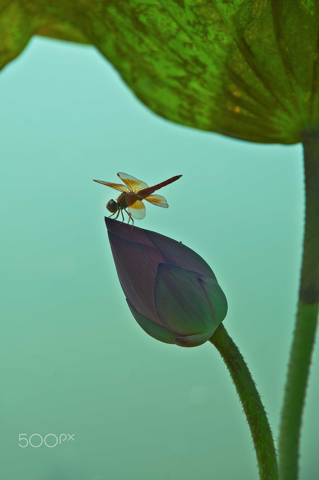 Nikon D90 + Sigma 18-200mm F3.5-6.3 DC sample photo. Vietnam nature photography