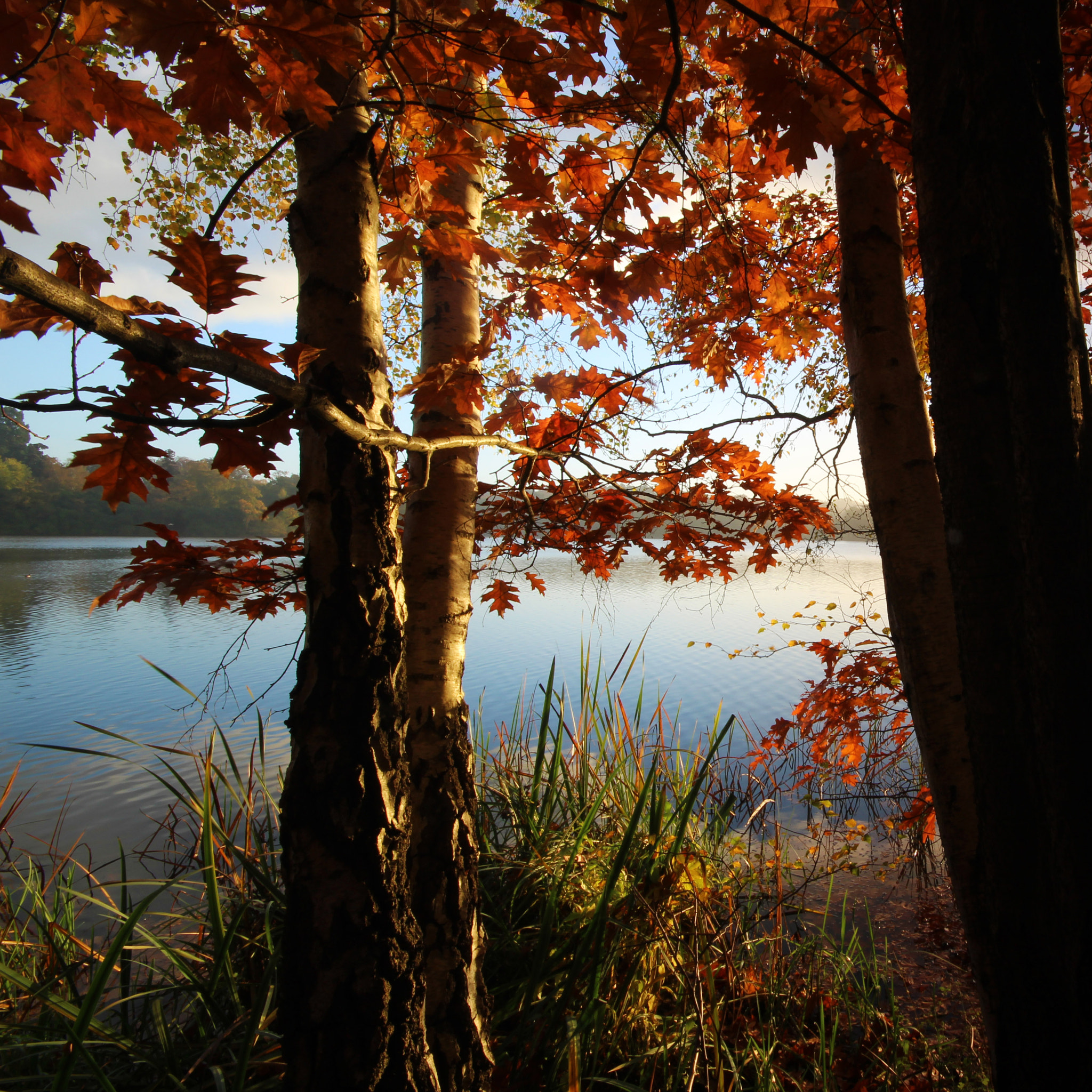 Canon EOS 1300D (EOS Rebel T6 / EOS Kiss X80) + Sigma 10-20mm F4-5.6 EX DC HSM sample photo. Virginia water03 photography