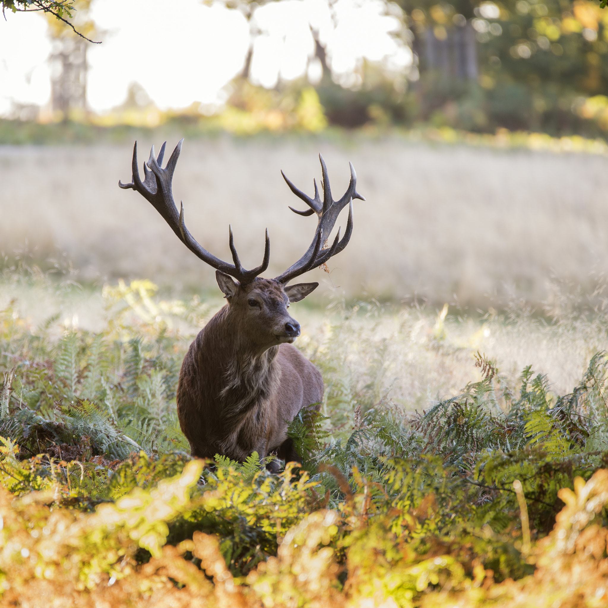 Sigma 150-600mm F5-6.3 DG OS HSM | C sample photo. Majestic powerful red deer stag cervus elaphus in forest landsca photography