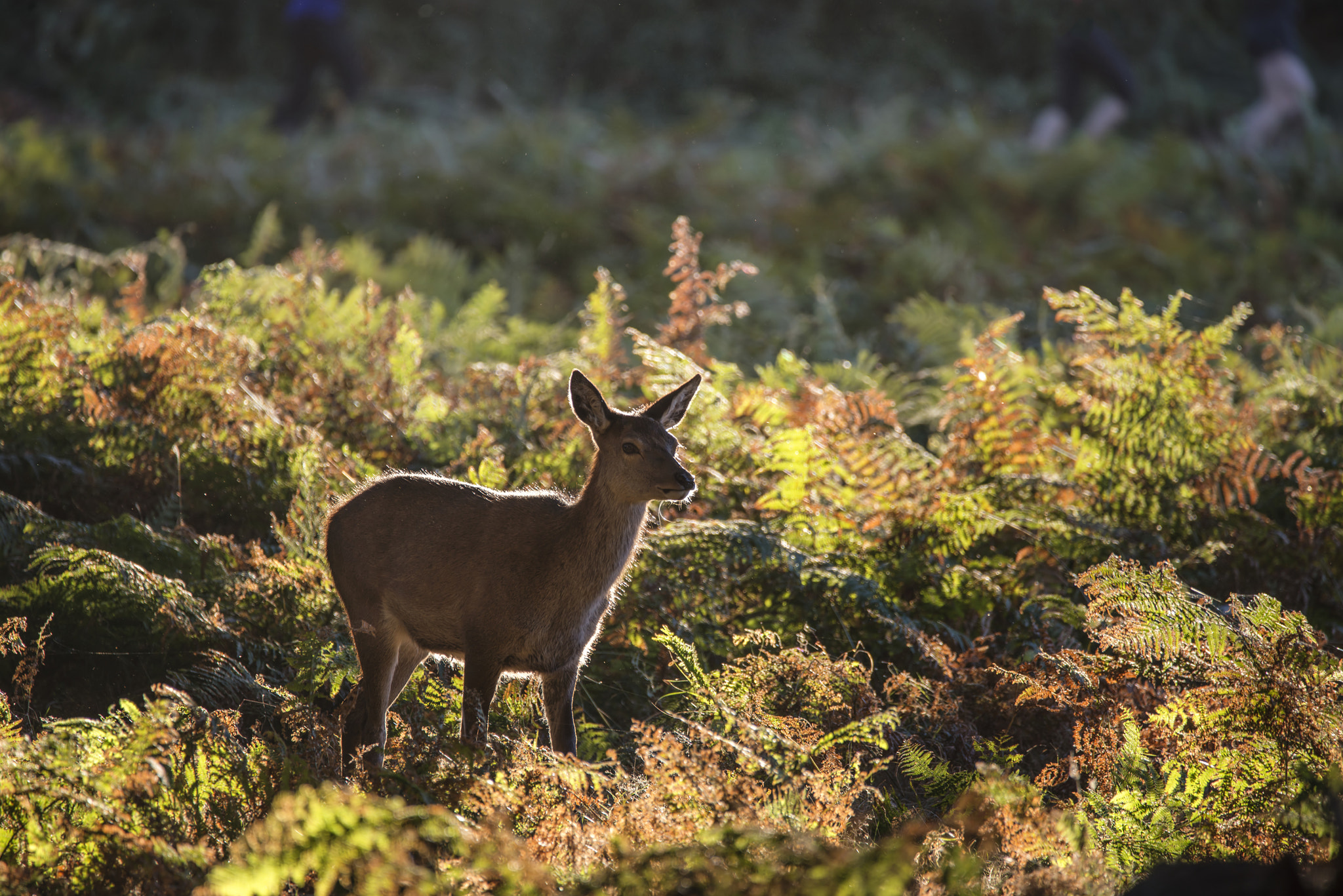 Sigma 150-600mm F5-6.3 DG OS HSM | C sample photo. Young hind doe red deer in autumn fall forest landscape image photography
