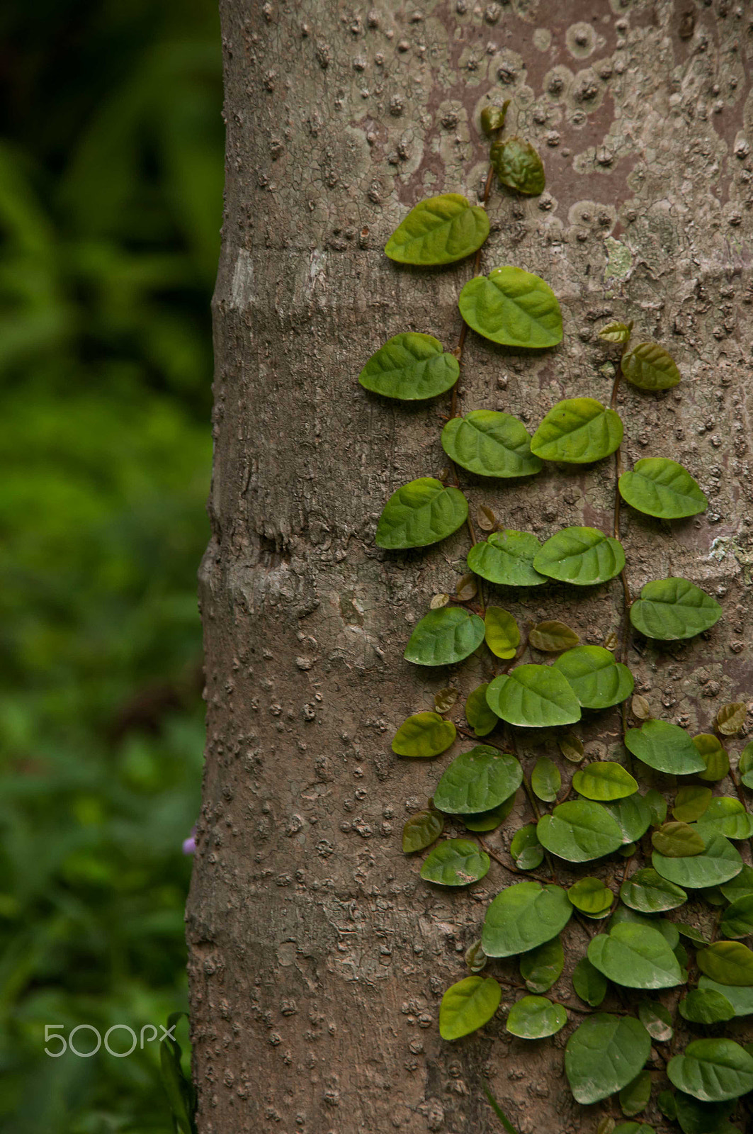 Nikon D90 + Sigma 18-200mm F3.5-6.3 DC sample photo. Vietnam nature photography