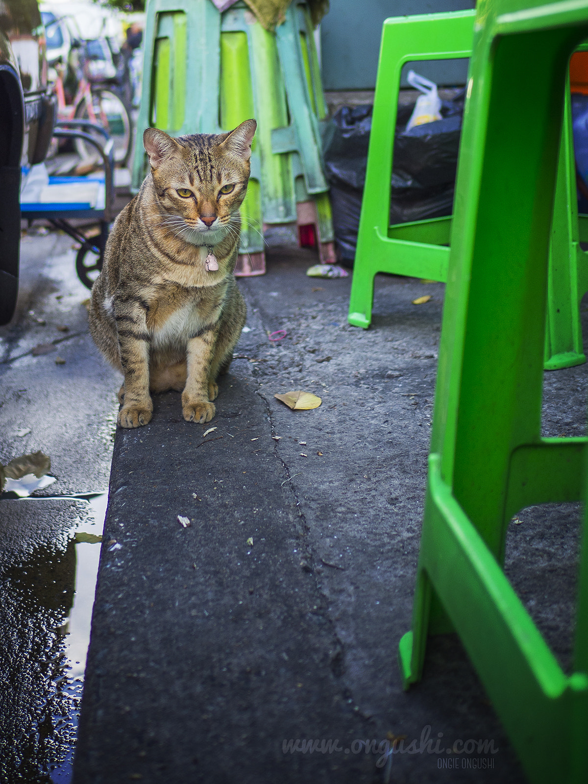 Olympus OM-D E-M10 II + LEICA DG SUMMILUX 15/F1.7 sample photo. Cat 164: cat is not easy photography