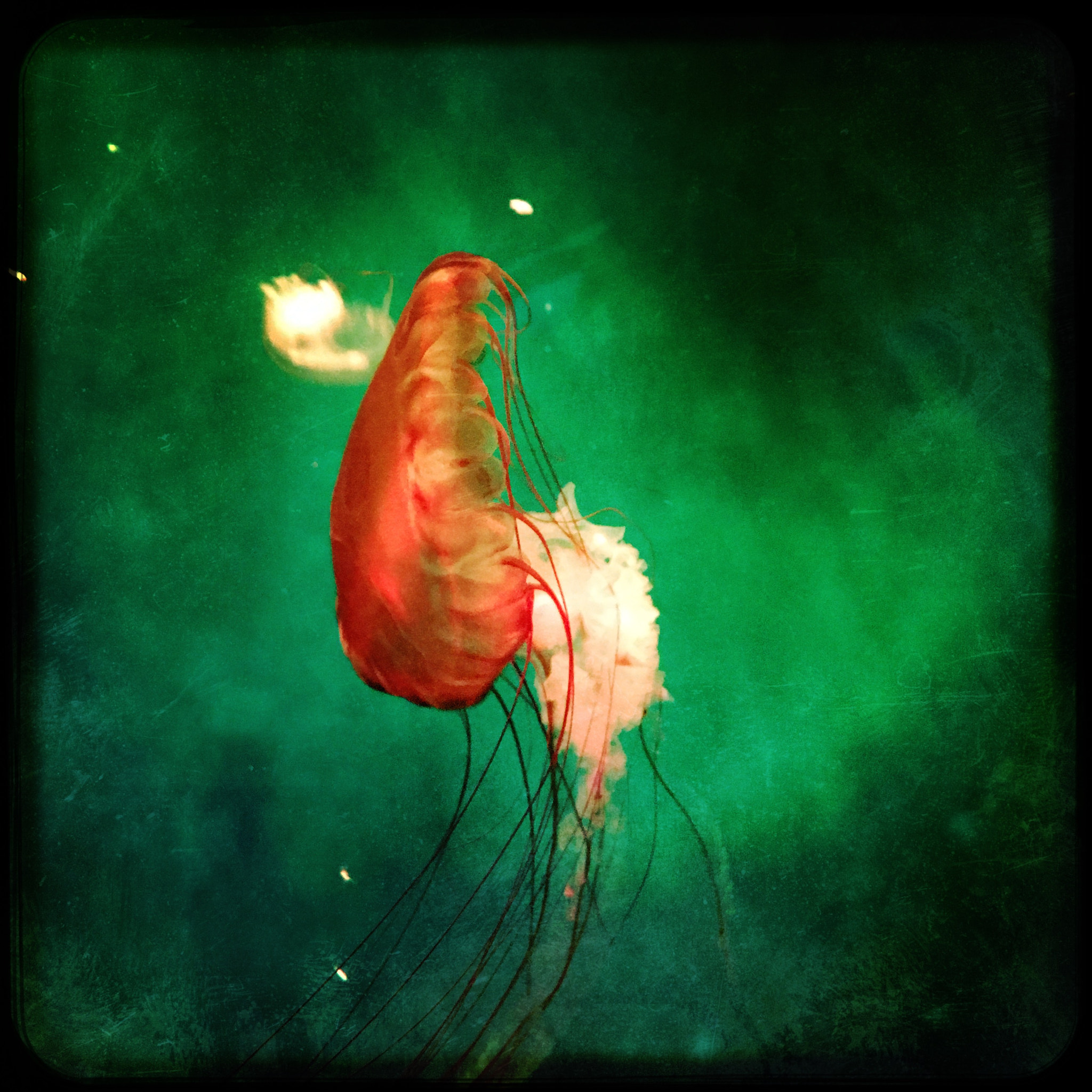 Hipstamatic 322 sample photo. Jellyfish photography