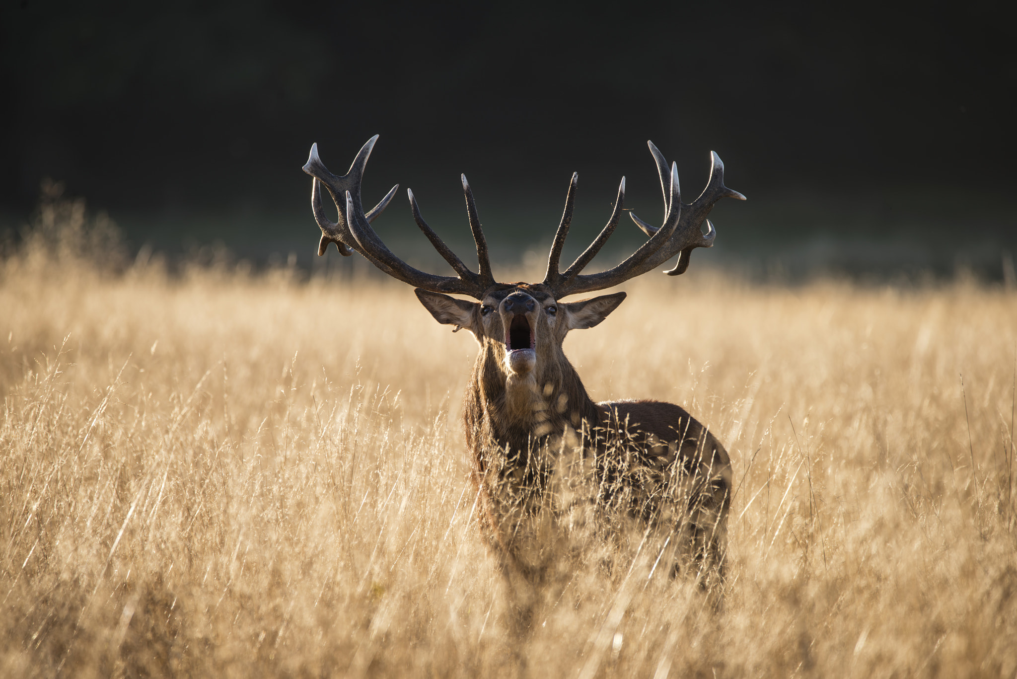 Sigma 150-600mm F5-6.3 DG OS HSM | C sample photo. Majestic red deer stag cervus elaphus bellowing in open grasss f photography